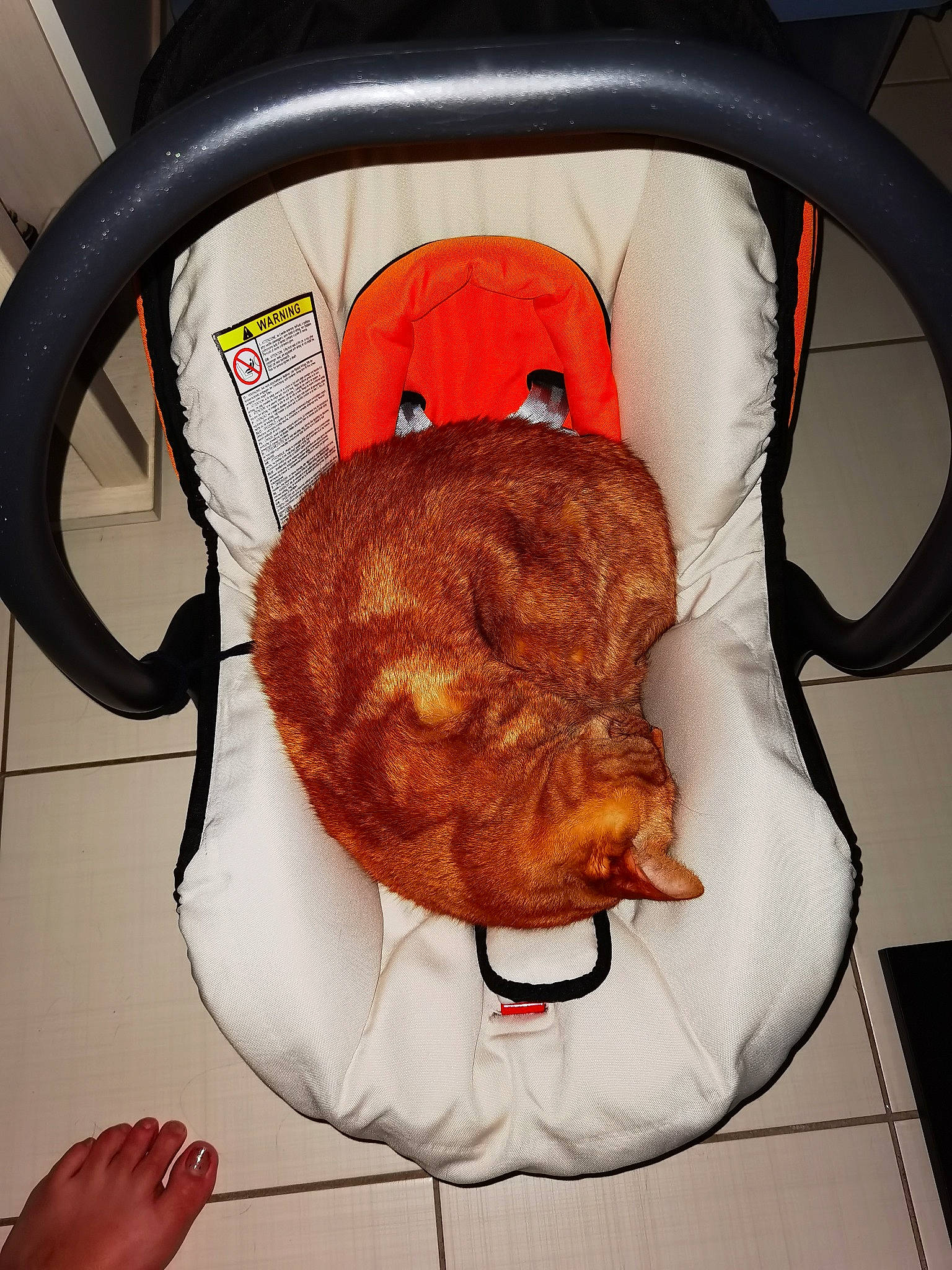 Tigrou participe au concours pour gagner de l'argent avec cette photo : baby_products, bag, car_seat, child, comfort, fawn, felidae, fur, headgear, luggage_and_bags, mammal, orange, plush, small_to_medium_sized_cats, snout, stuffed_toy, tail, terrestrial_animal, toy, whiskers