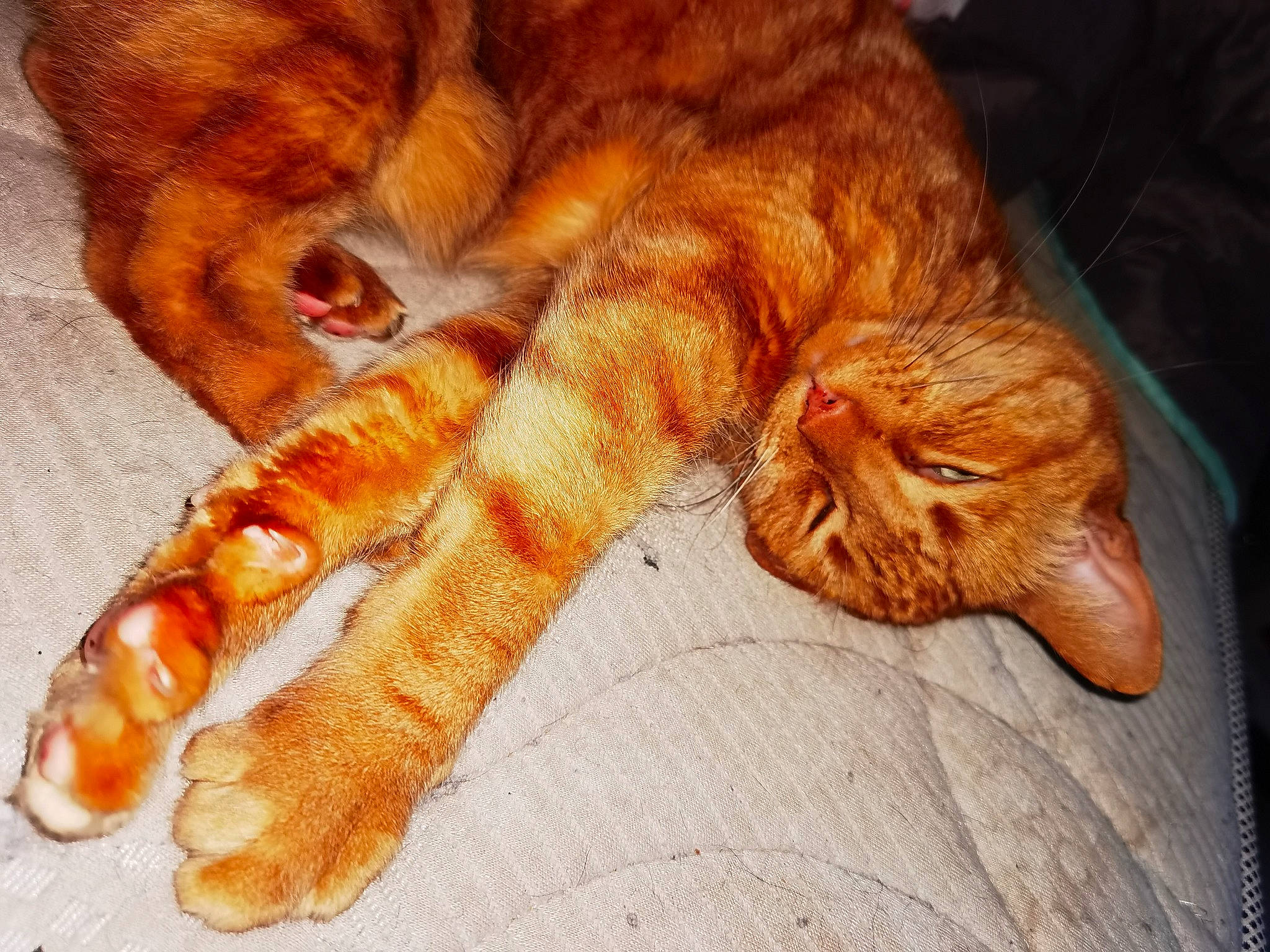 Tigrou participe au concours pour gagner de l'argent avec cette photo : bed, carnivore, cat, claw, comfort, domestic_short_haired_cat, fawn, felidae, foot, fur, human_leg, nap, paw, small_to_medium_sized_cats, snout, tail, terrestrial_animal, toy, whiskers, wood