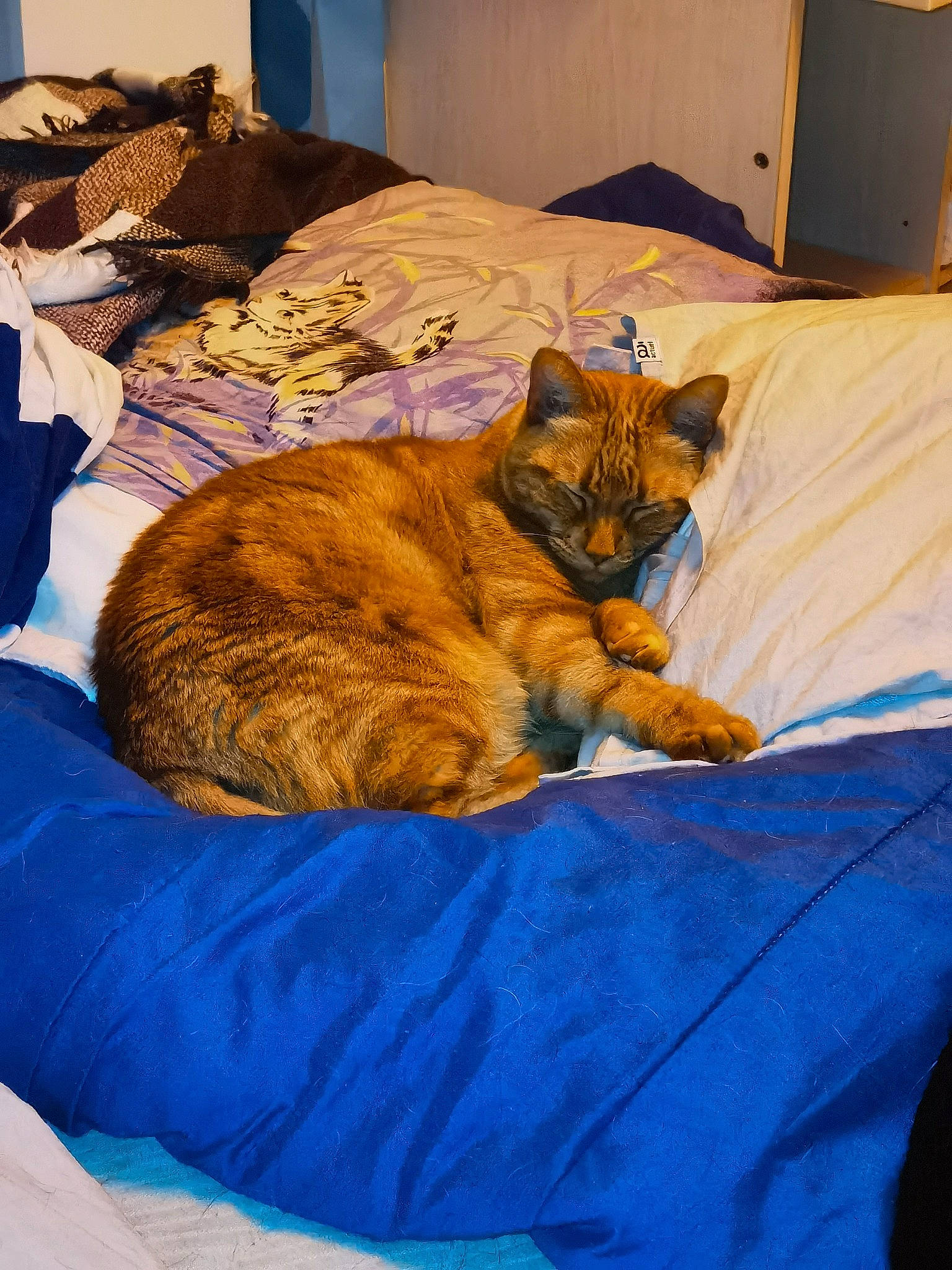 Tigrou a rejoint le concours — aidez-le/la à gagner de superbes lots ! bed, bed_sheet, bedding, bedroom, box, carnivore, cat, comfort, domestic_short_haired_cat, duvet, fawn, felidae, fur, linens, room, shipping_box, small_to_medium_sized_cats, tail, textile, whiskers