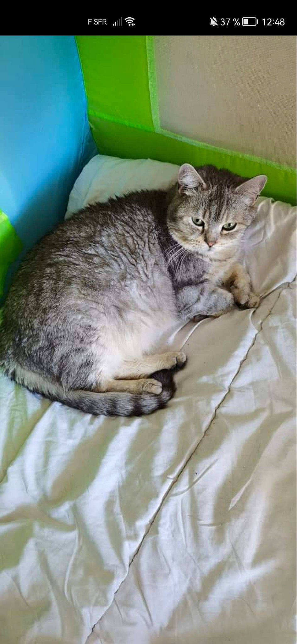 Oréo a rejoint le concours — aidez-le/la à gagner de superbes lots ! carnivore, cat, cat_supply, claw, comfort, domestic_short_haired_cat, felidae, fur, grey, linens, paw, small_to_medium_sized_cats, snout, tail, terrestrial_animal, whiskers