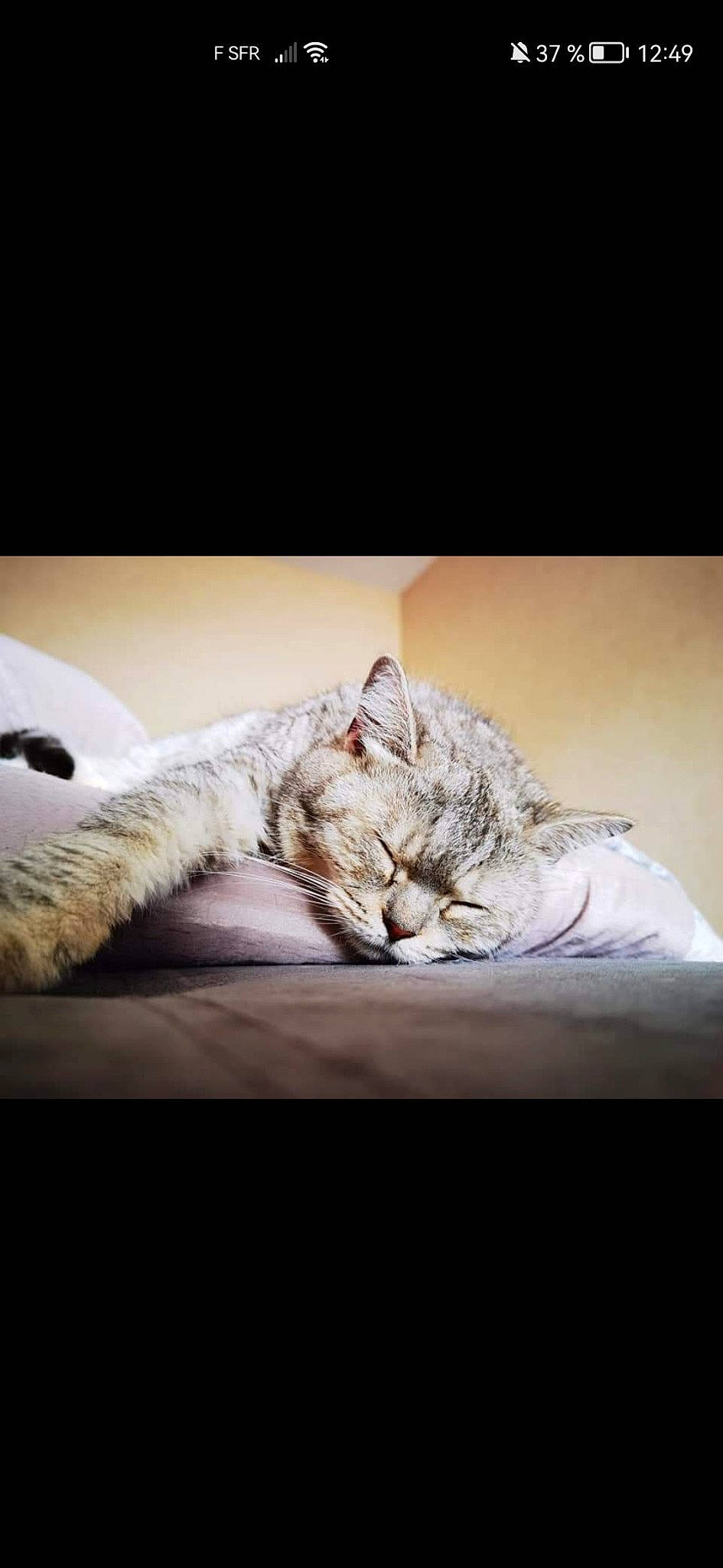 Oréo participe au concours pour gagner de l'argent avec cette photo : bed, bed_sheet, bedding, carnivore, cat, comfort, darkness, domestic_short_haired_cat, felidae, fur, grey, linens, nap, paw, room, small_to_medium_sized_cats, tail, terrestrial_animal, whiskers, wood