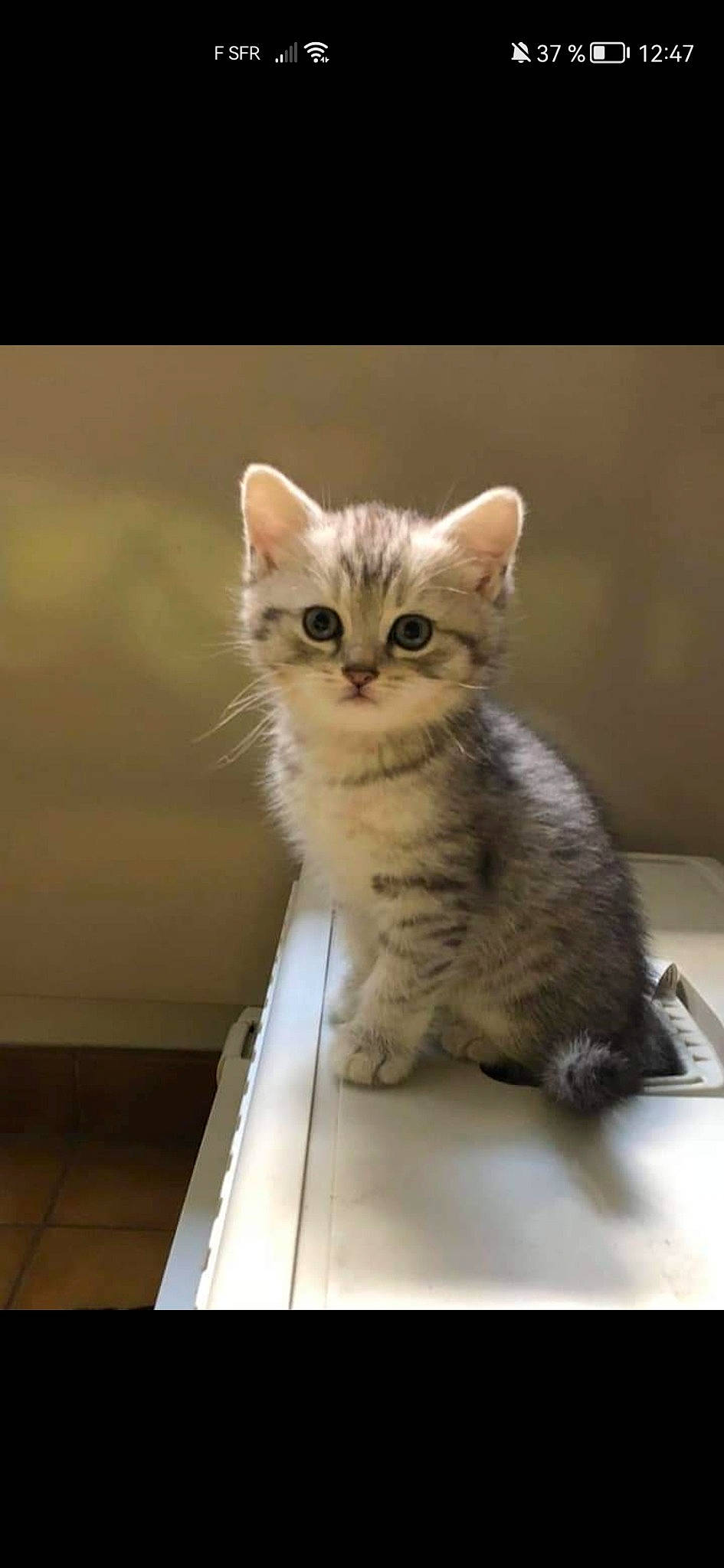 Oréo a rejoint le concours — aidez-le/la à gagner de superbes lots ! carnivore, cat, claw, domestic_short_haired_cat, fawn, felidae, fur, paw, pet_supply, sitting, small_to_medium_sized_cats, snout, tail, terrestrial_animal, whiskers, wood