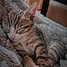 kitten, cat, sleeping, tabby, fluffy_blanket, indoor, cozy, nap, cute, pet, feline, fur, resting, young_cat, animal, soft_texture, relaxation, domestic_cat, whiskers, pink_nose