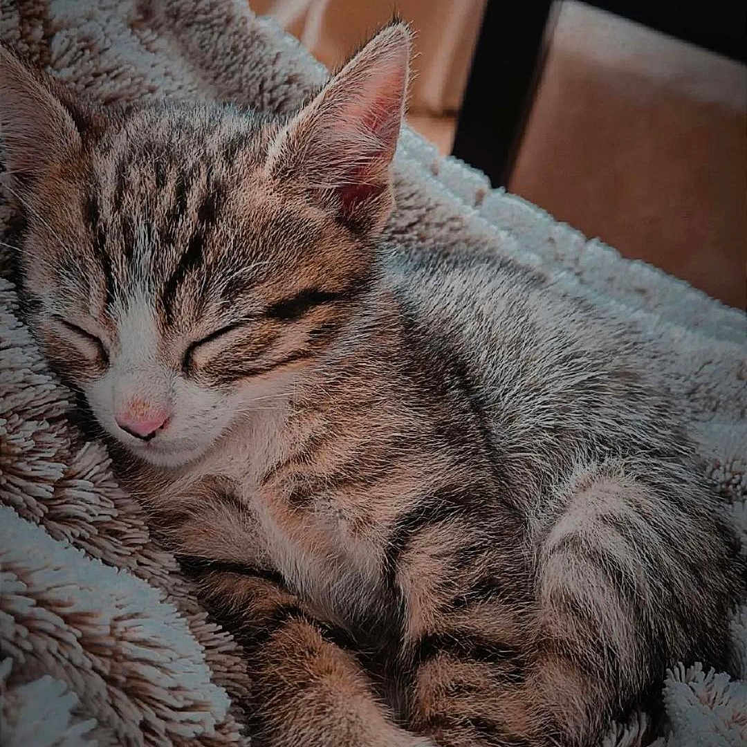 Baïko participe au concours pour gagner de l'argent avec cette photo : kitten, cat, sleeping, tabby, fluffy_blanket, indoor, cozy, nap, cute, pet, feline, fur, resting, young_cat, animal, soft_texture, relaxation, domestic_cat, whiskers, pink_nose