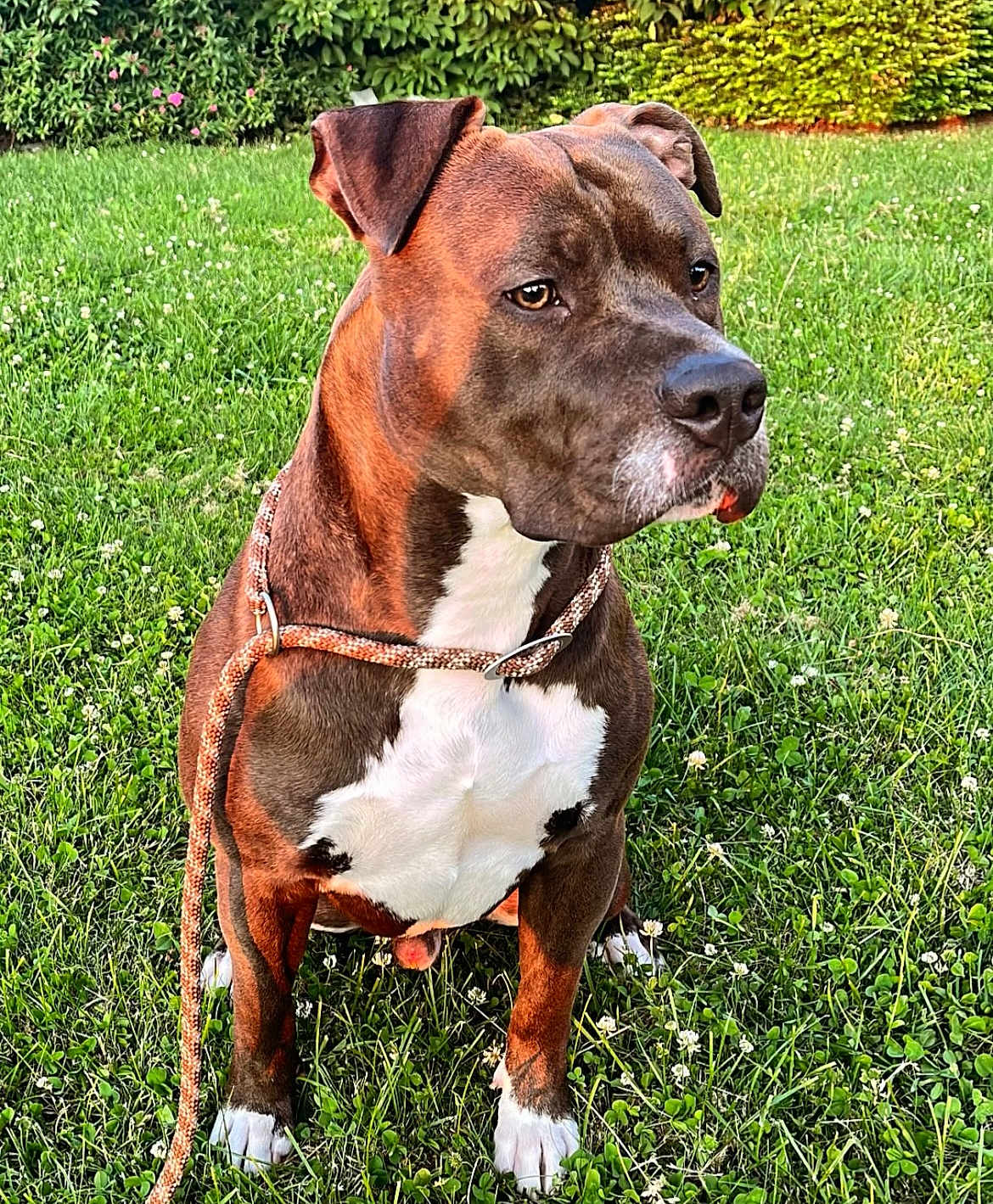 Marley