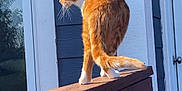 Tiger is registered to the contest to win money with this photo: animal, balancing, blue_siding, cat, daylight, door, door_handle, house, nature, orange_cat, outdoor, pet, reflection, side_view, sunlight, tail, whiskers, white_paws, window, wooden_railing
