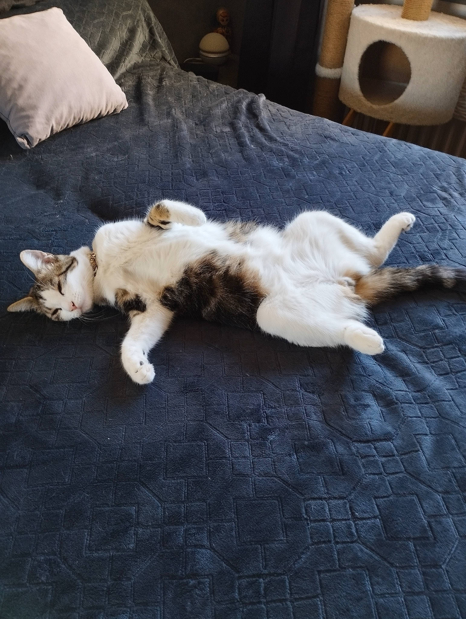 Micka participe au concours pour gagner de l'argent avec cette photo : carnivore, cat, comfort, companion_dog, dog_breed, fawn, felidae, floor, flooring, fur, hardwood, linens, mammal, paper_towel, room, small_to_medium_sized_cats, tail, toilet_paper, whiskers, wood