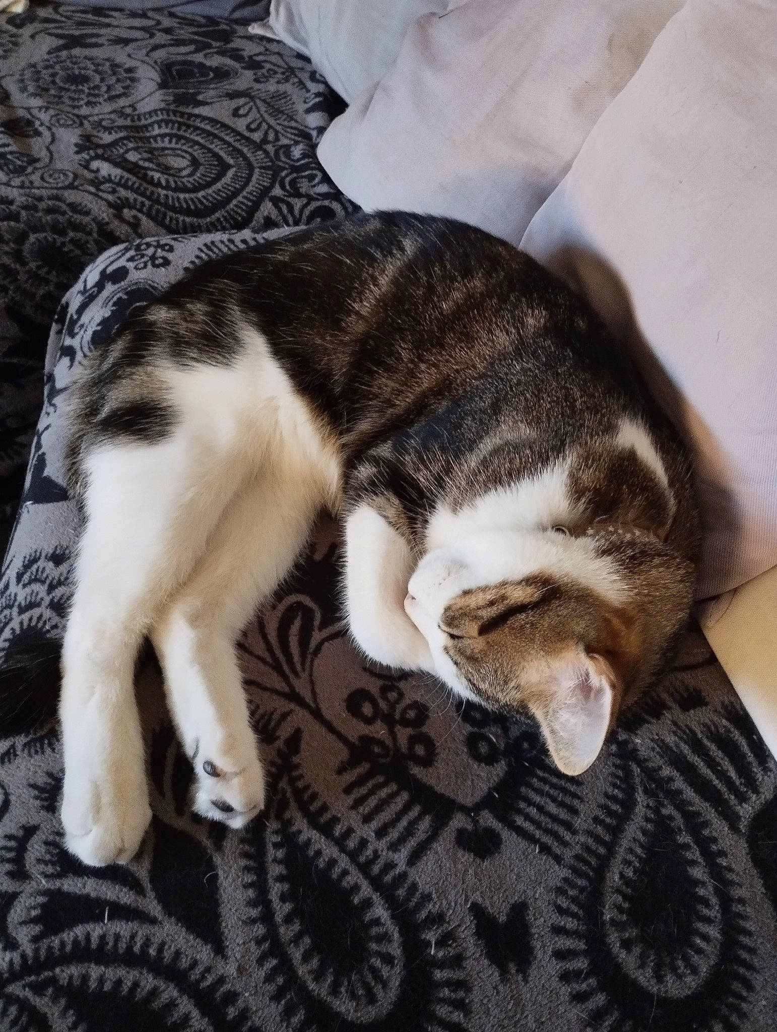 Micka a rejoint le concours — aidez-le/la à gagner de superbes lots ! carnivore, cat, claw, comfort, domestic_short_haired_cat, felidae, fur, nap, paw, small_to_medium_sized_cats, snout, tail, whiskers, wood