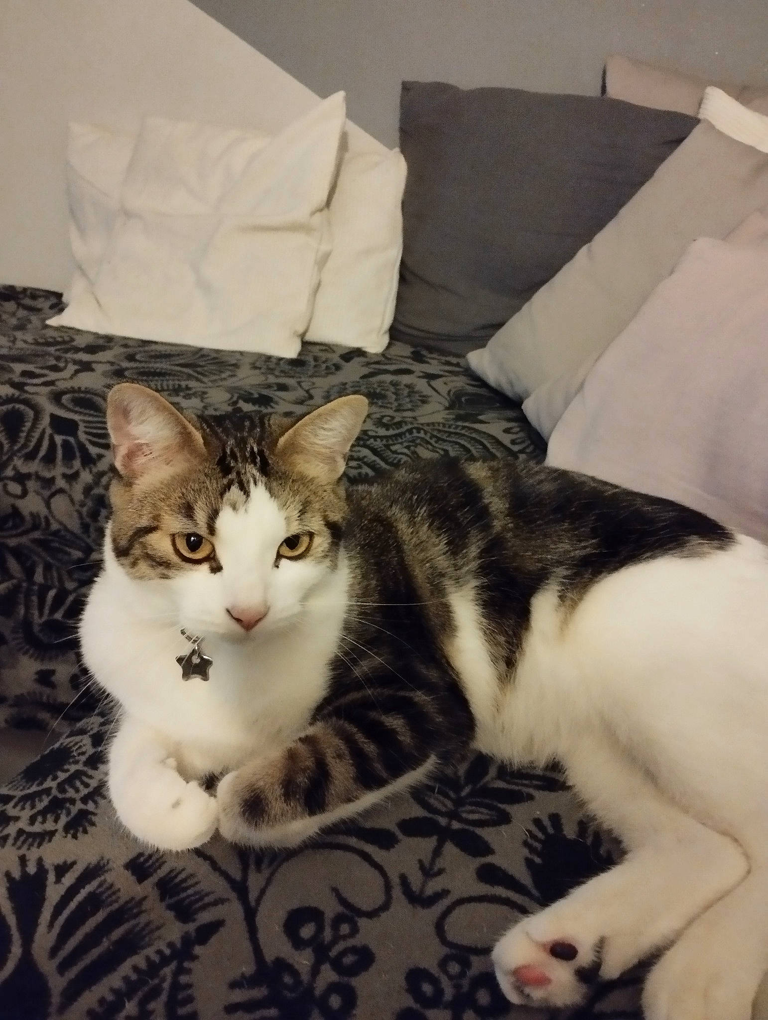 Micka a rejoint le concours — aidez-le/la à gagner de superbes lots ! bedding, carnivore, cat, cat_supply, comfort, domestic_short_haired_cat, felidae, fur, linens, nap, paw, sitting, small_to_medium_sized_cats, snout, tail, throw_pillow, whiskers