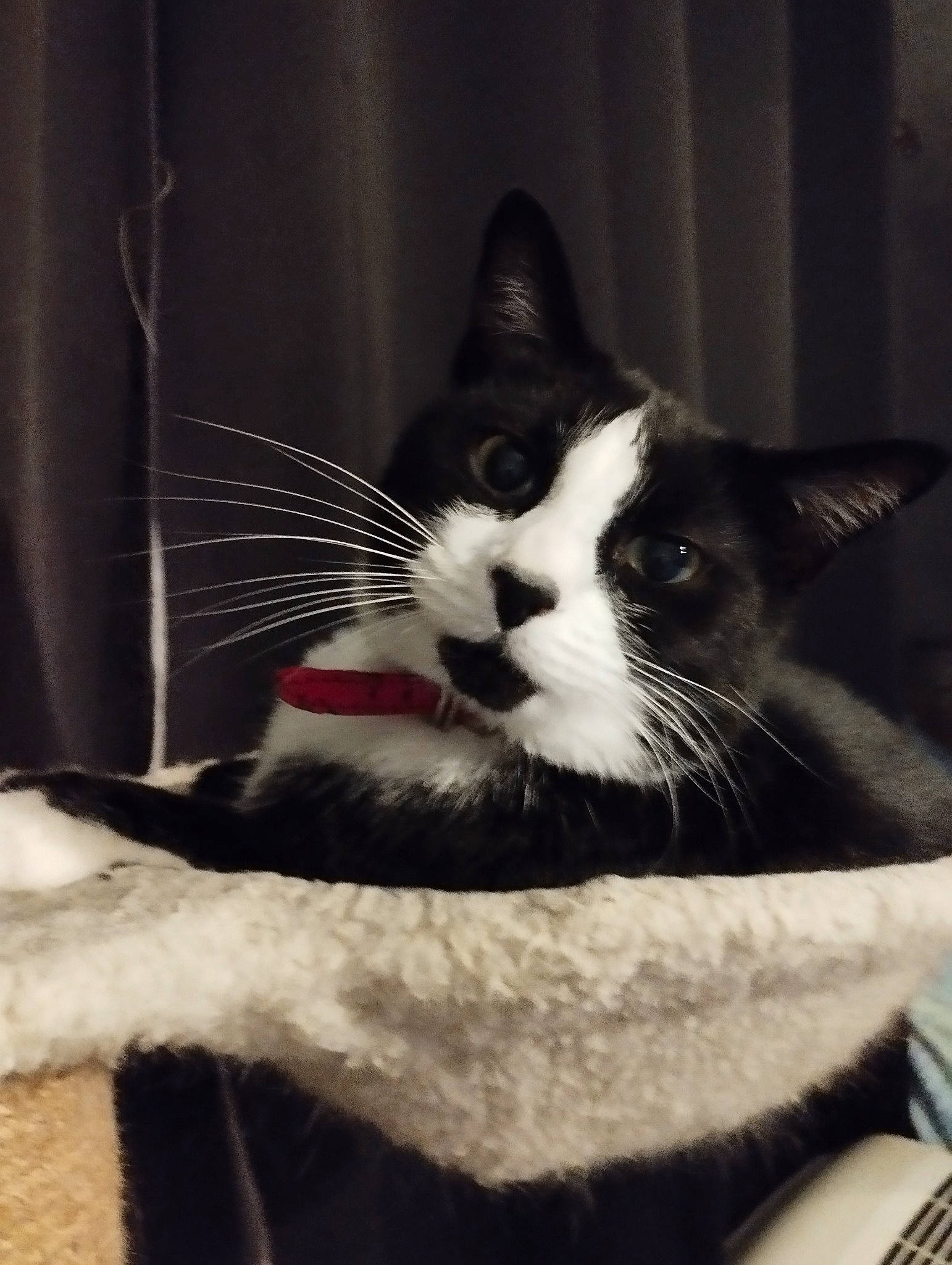 Milky a rejoint le concours — aidez-le/la à gagner de superbes lots ! black_cat, carnivore, cat, claw, cloud, comfort, domestic_short_haired_cat, felidae, fur, mammal, monochrome, monochrome_photography, sitting, small_to_medium_sized_cats, snout, stairs, tail, vertebrate, whiskers, window