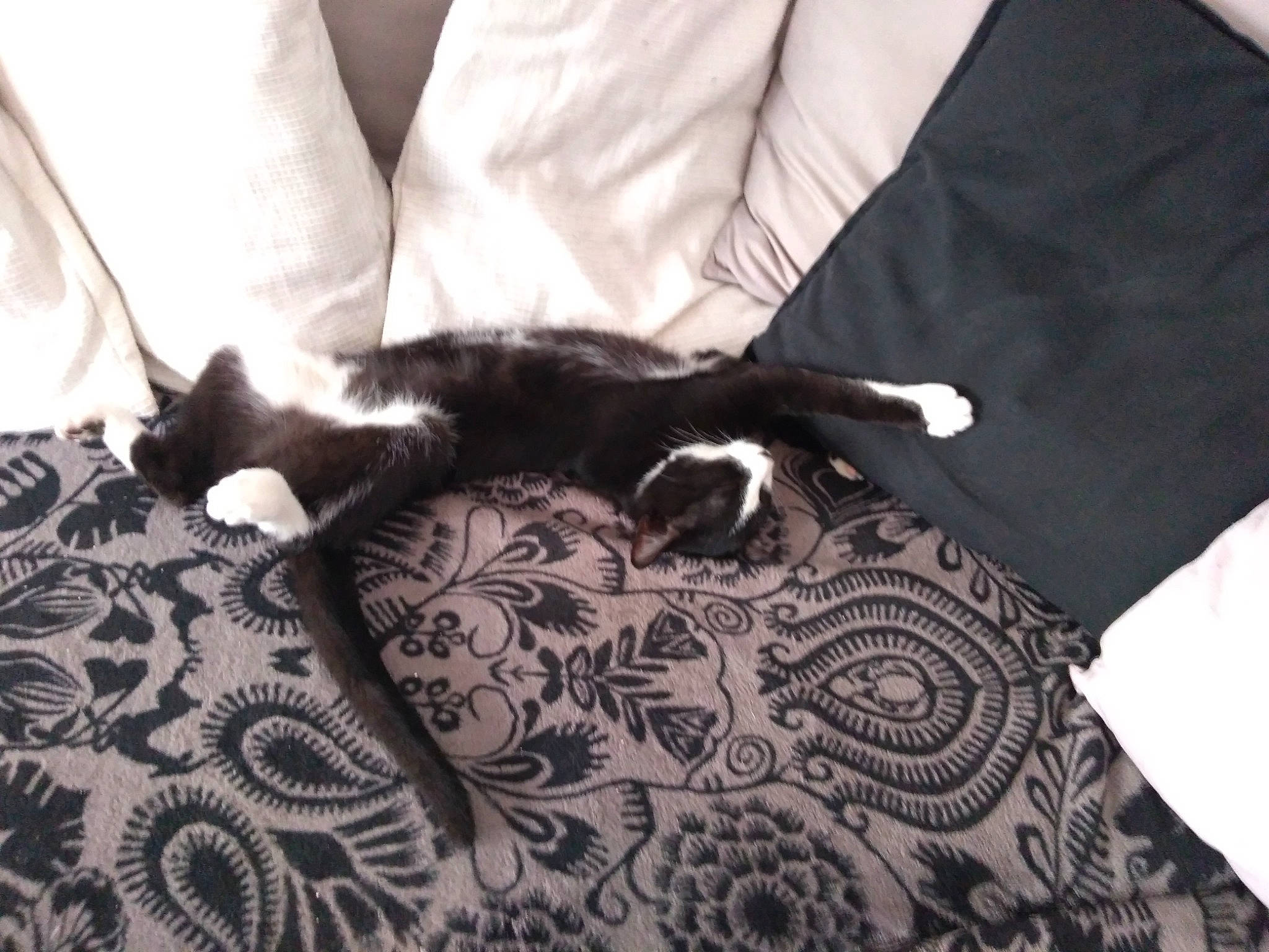 Milky participe au concours pour gagner de l'argent avec cette photo : bed, bed_sheet, bedding, black_cat, carnivore, cat, comfort, domestic_short_haired_cat, felidae, fur, grey, house, human_leg, linens, room, small_to_medium_sized_cats, tail, textile, whiskers, wood