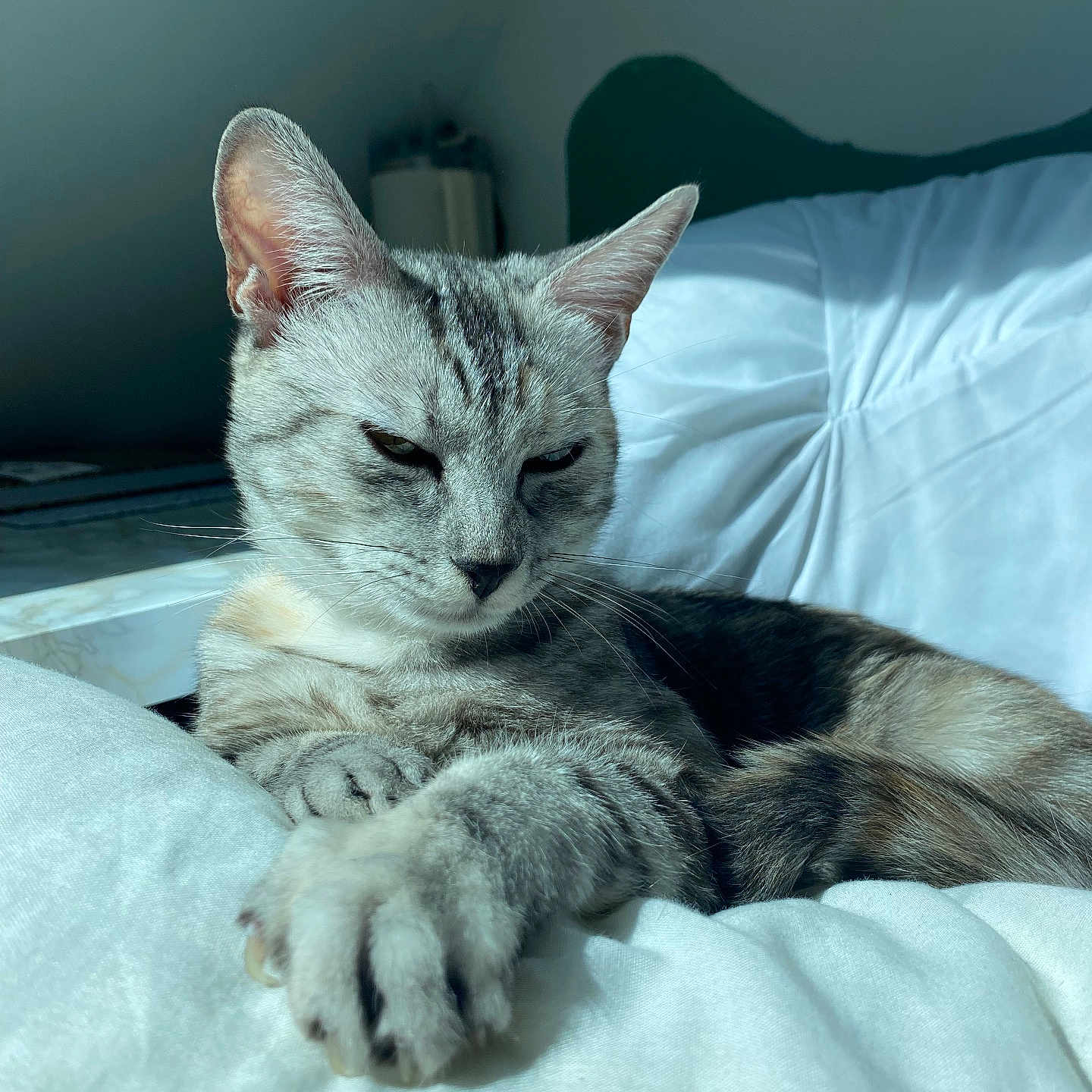 Doja participe au concours pour gagner de l'argent avec cette photo : abyssinian, angora, animal, bed, bedroom, blanket, cat, couch, cushion, egyptiancat, furniture, homedecor, indoors, kitten, manx, person, pet, room, siamese, sleeping