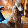 animal, brown, cabinet, canine, collar, curly_fur, dog, domestic, eyes, floor, fur, household, indoor, kitchen, looking, pet, poodle, rug, sitting, wooden_floor