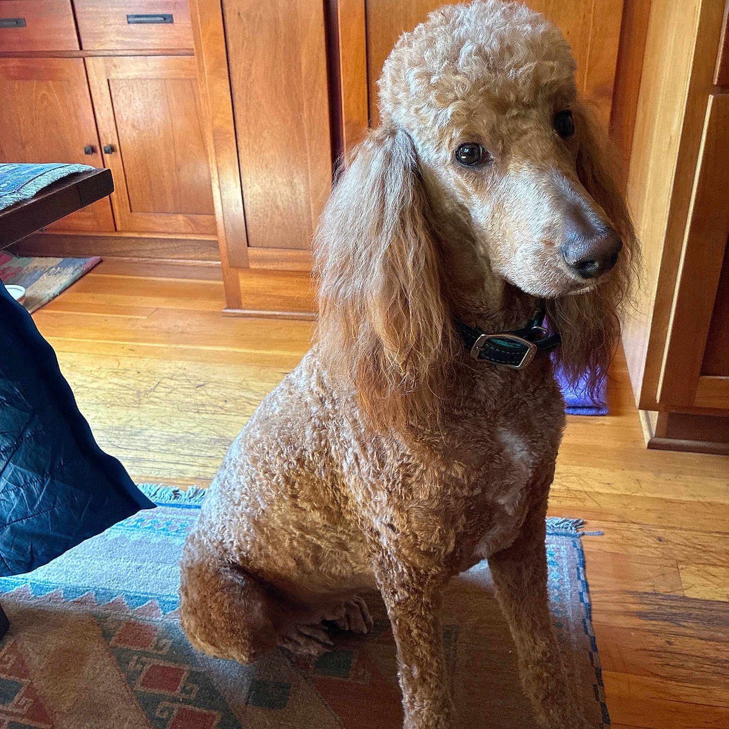 Rudy
