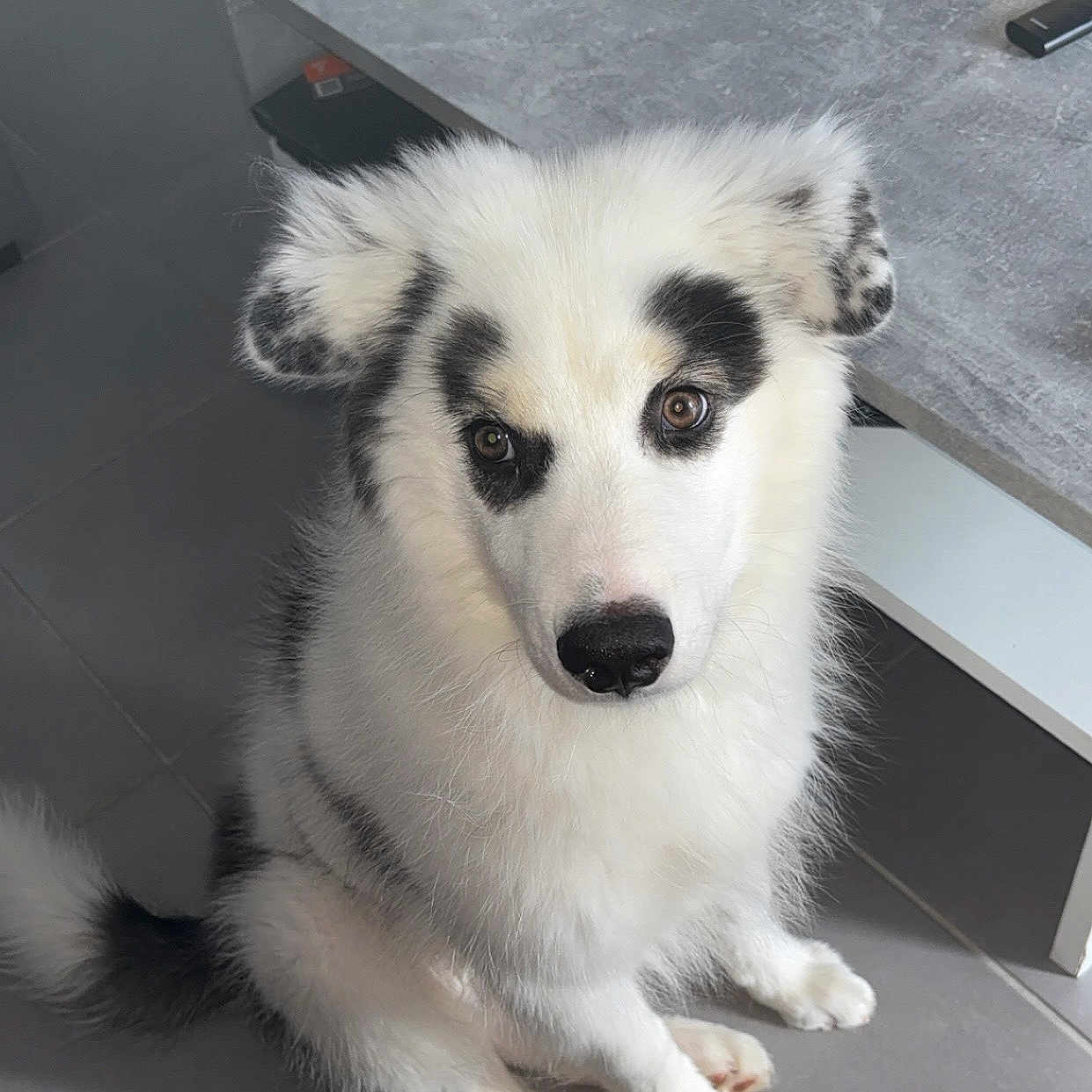 Aïko participe au concours pour gagner de l'argent avec cette photo : animal, black, curious, cute, dog, domestic, ears, floor, fluffy, fur, indoor, looking_up, pet, puppy, sitting, table, tail, tile, tissue_box, white