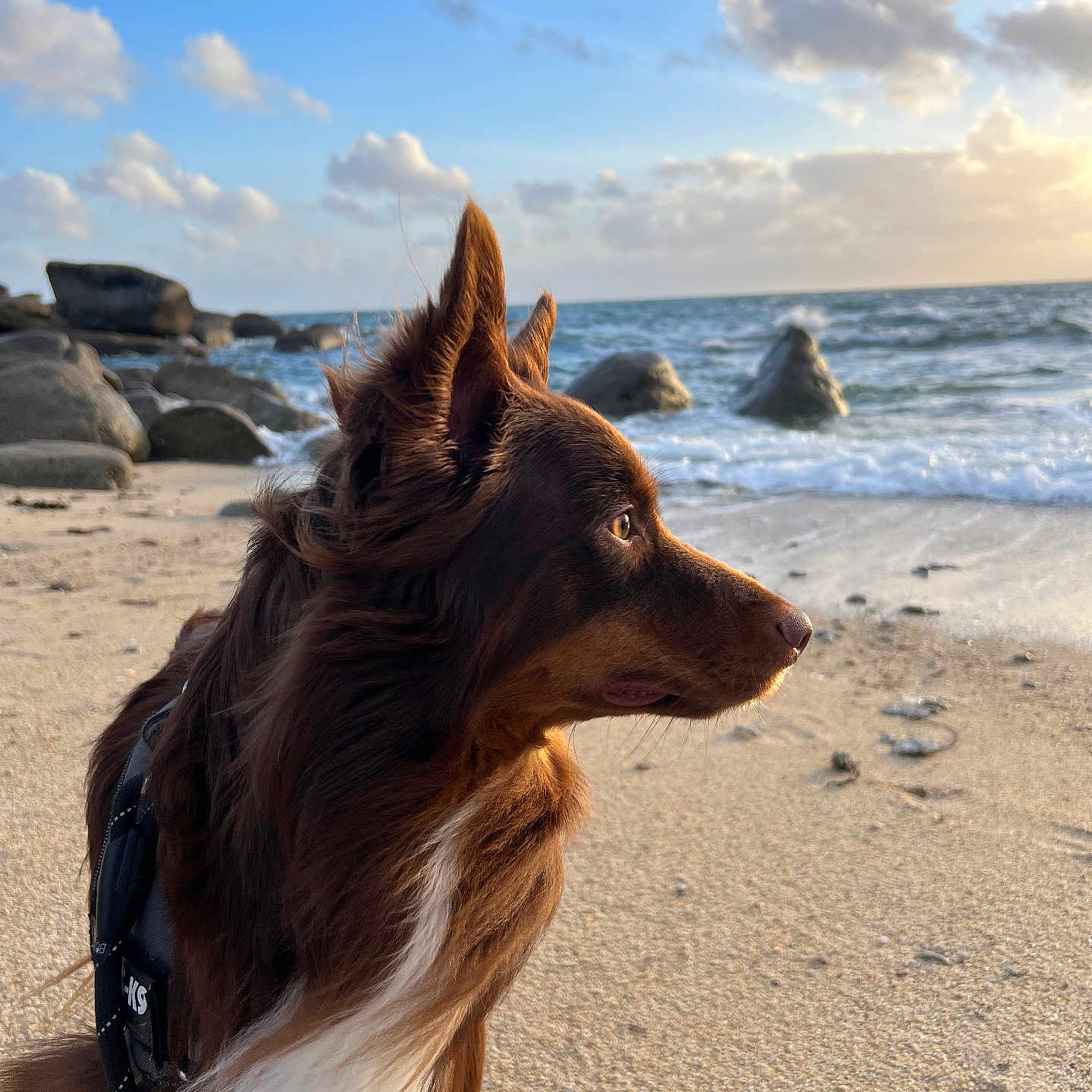 Tésé participe au concours pour gagner de l'argent avec cette photo : accessories, animal, beach, canine, coast, collie, dog, horizon, nature, outdoors, pet, promontory, rock, scenery, sea, seawaves, shoreline, sky, strap, water