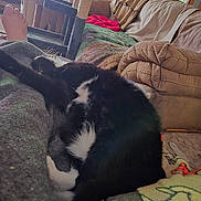 Chachi joined the competition — help win amazing prizes! cat, black_and_white_cat, couch, blanket, foot, indoor, cat_tree, furniture, relaxing, pet, home, cozy, carpet, window, curtains, living_room, blankets, sleeping_cat, person, soft_lighting