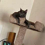 Tommy joined the competition — help win amazing prizes! cat, gray_cat, cat_tree, carpeted_furniture, indoor, pet, animal, lounge, relaxed, feline, digital_clock, temperature_display, humidity_display, wooden_object, wall, corner, resting, fur, ears, paws