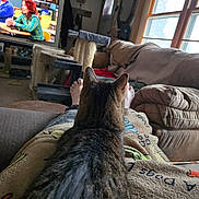 Piggy joined the competition — help win amazing prizes! cat, tabby_cat, blanket, couch, living_room, television, person, bare_feet, window, cat_tree, furniture, indoor, relaxing, home, carpet, curtains, wood_frame, screen, people_on_tv, cozy