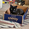 Shaner is registered to the contest to win money with this photo: black_cat, cat, box, cardboard_box, chewy_box, pet_toys, scratching_post, carpet, rug, indoor, feline, pet, yellow_eyes, cozy, relaxed, animal, domestic_cat, playful, home, resting