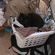 Shaner joined the competition — help win amazing prizes! black_cat, cat, laundry_basket, clothes, indoor, pet, feline, curious, cozy, resting, fabric, household, carpet, bag, box, casual, domestic, fur, animal, relaxed