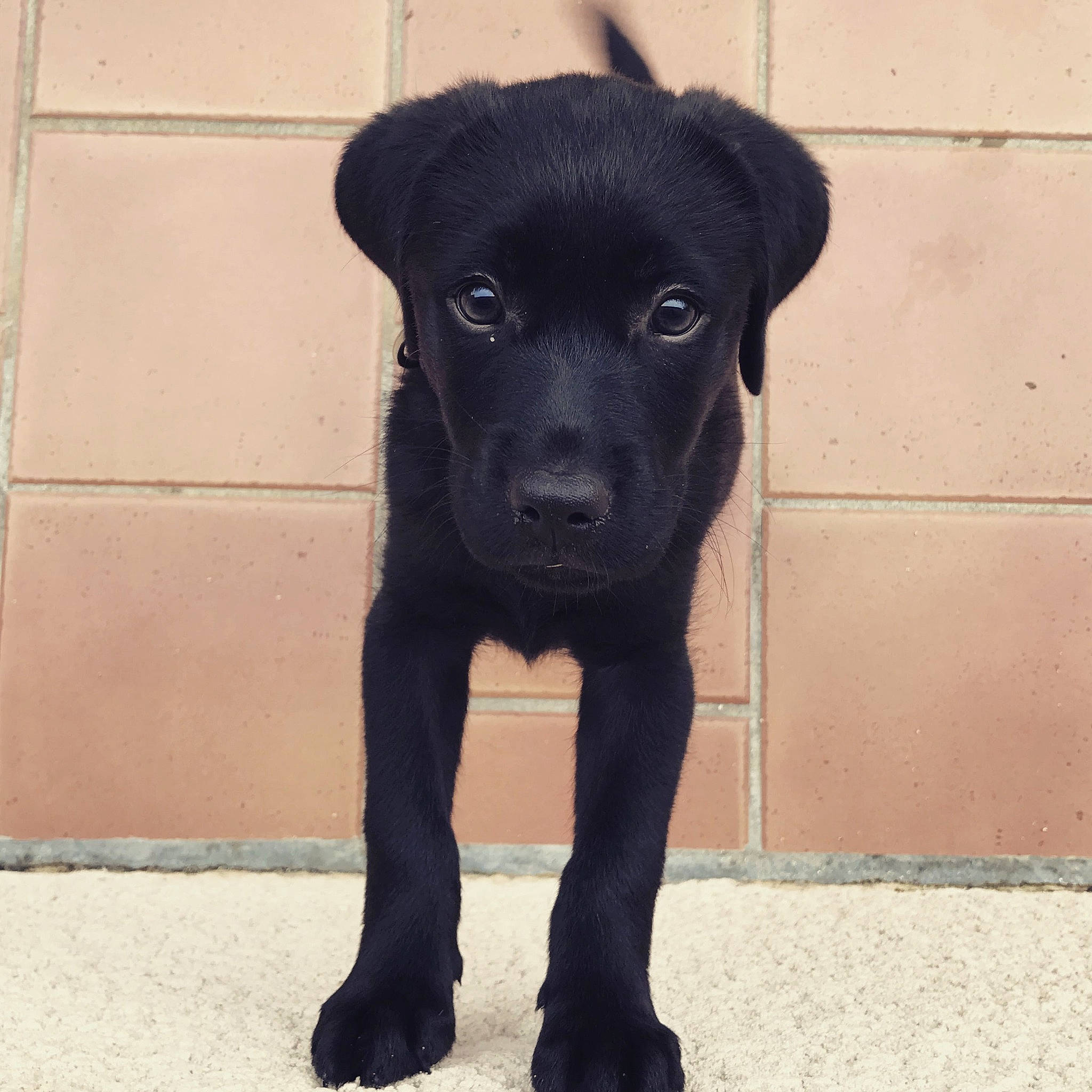 Kara a rejoint le concours — aidez-le/la à gagner de superbes lots ! borador, canidae, carnivore, companion_dog, dog, dog_breed, fawn, fur, liver, non_sporting_group, puppy, snout, sporting_group, street_dog, tail, terrestrial_animal, working_animal