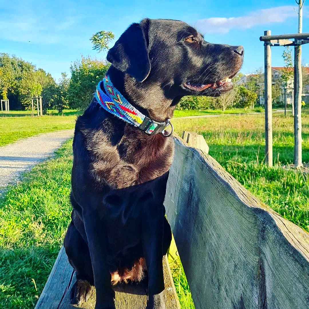 Kara participe au concours pour gagner de l'argent avec cette photo : carnivore, cloud, collar, companion_dog, dog, dog_breed, dog_collar, dog_supply, grass, grassland, gun_dog, liver, pet_supply, plant, sky, snout, sporting_group, street_light, tree, working_animal