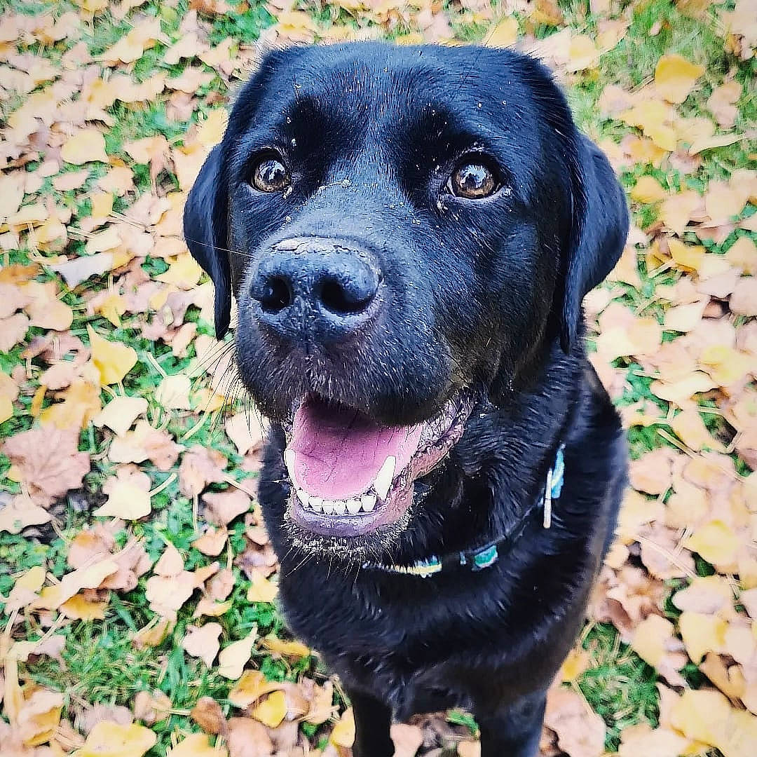 Kara participe au concours pour gagner de l'argent avec cette photo : borador, canidae, carnivore, collar, companion_dog, dog, dog_breed, dog_collar, electric_blue, fawn, fur, grass, gun_dog, pet_supply, plant, puppy, snout, sporting_group, whiskers, working_animal