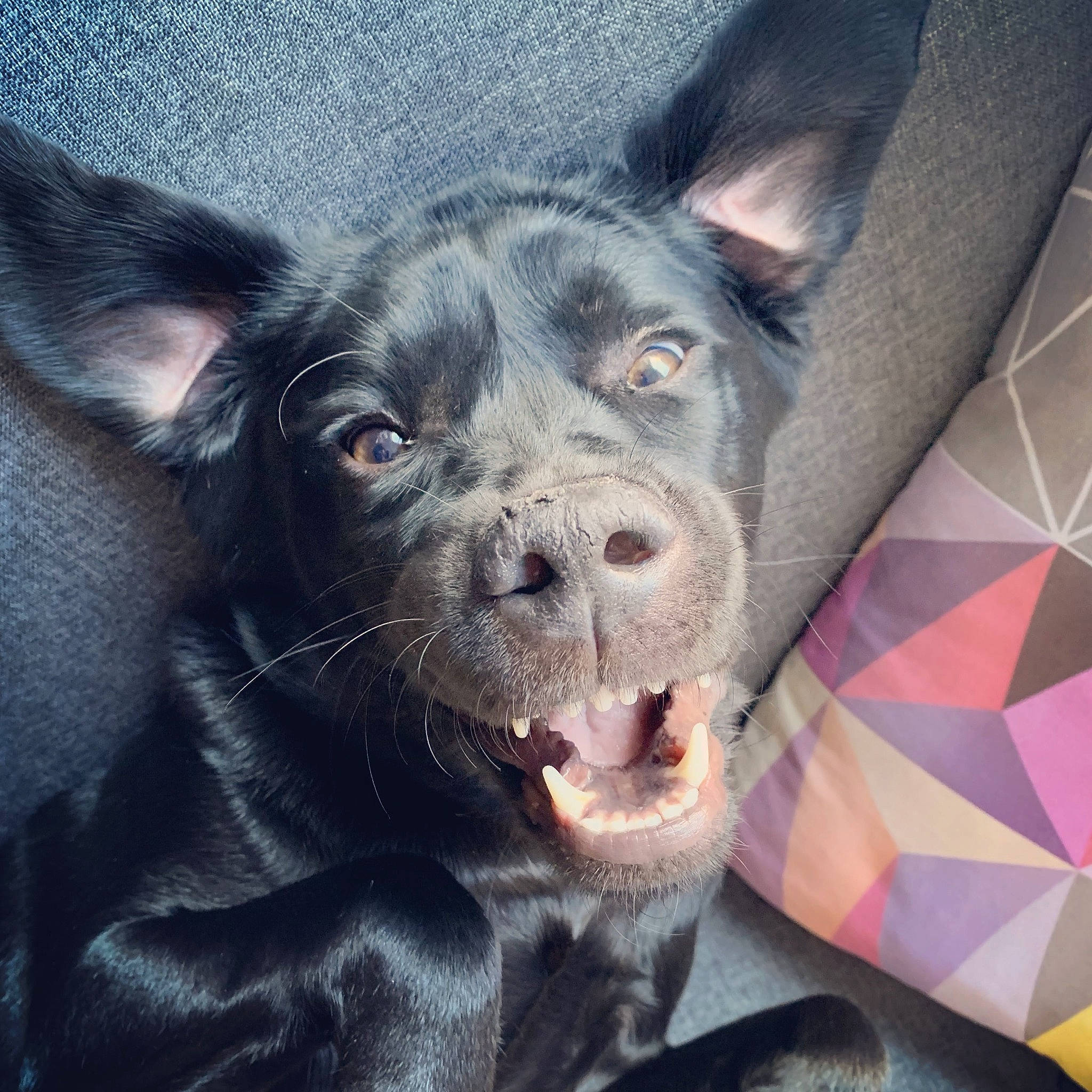 Kara participe au concours pour gagner de l'argent avec cette photo : art, canidae, carnivore, companion_dog, dog, dog_breed, ear, fang, fawn, flesh, fur, liver, paw, selfie, snout, sporting_group, terrestrial_animal, toy_dog, whiskers, working_animal