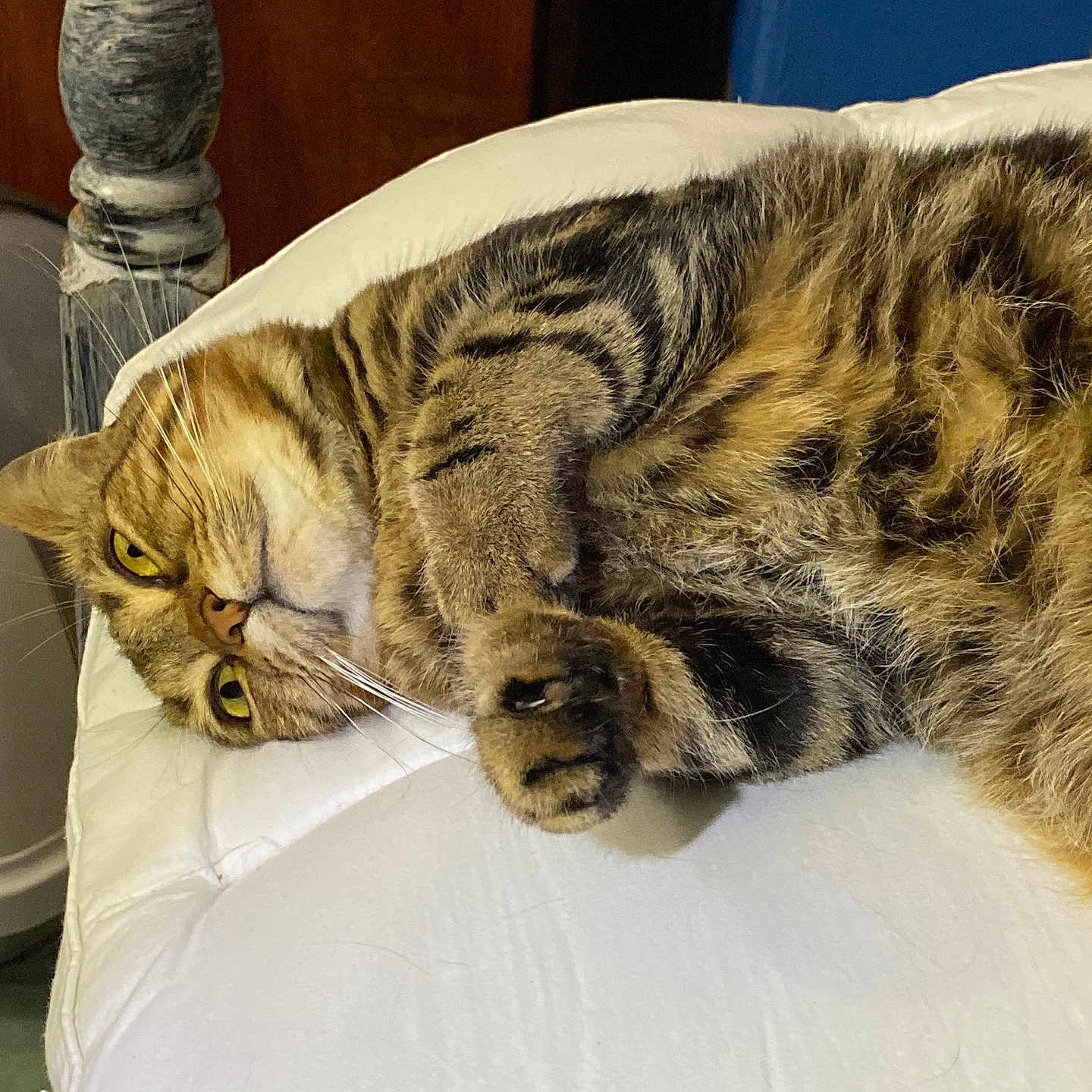 Eddie is registered to the contest to win money with this photo: abyssinian, animal, bed, bedroom, blanket, cat, couch, cushion, face, furniture, head, homedecor, indoors, interiordesign, kitten, manx, person, pet, room, sleeping