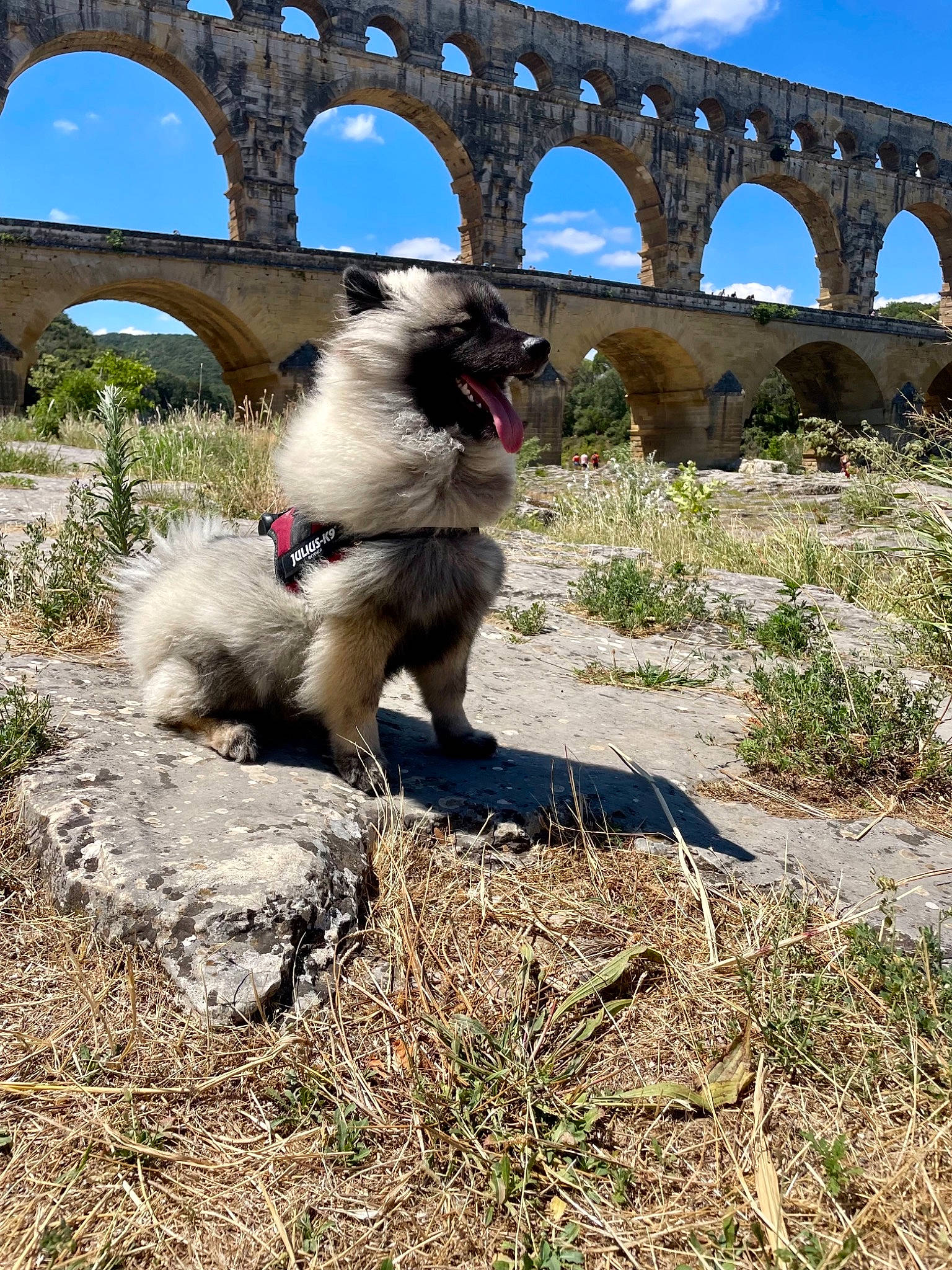 Sid participe au concours pour gagner de l'argent avec cette photo : aqueduct, arch, arch_bridge, canidae, carnivore, cloud, companion_dog, concrete_bridge, dog, dog_breed, grass, landscape, plant, sky, soil, sporting_group, tail, viaduct, working_animal