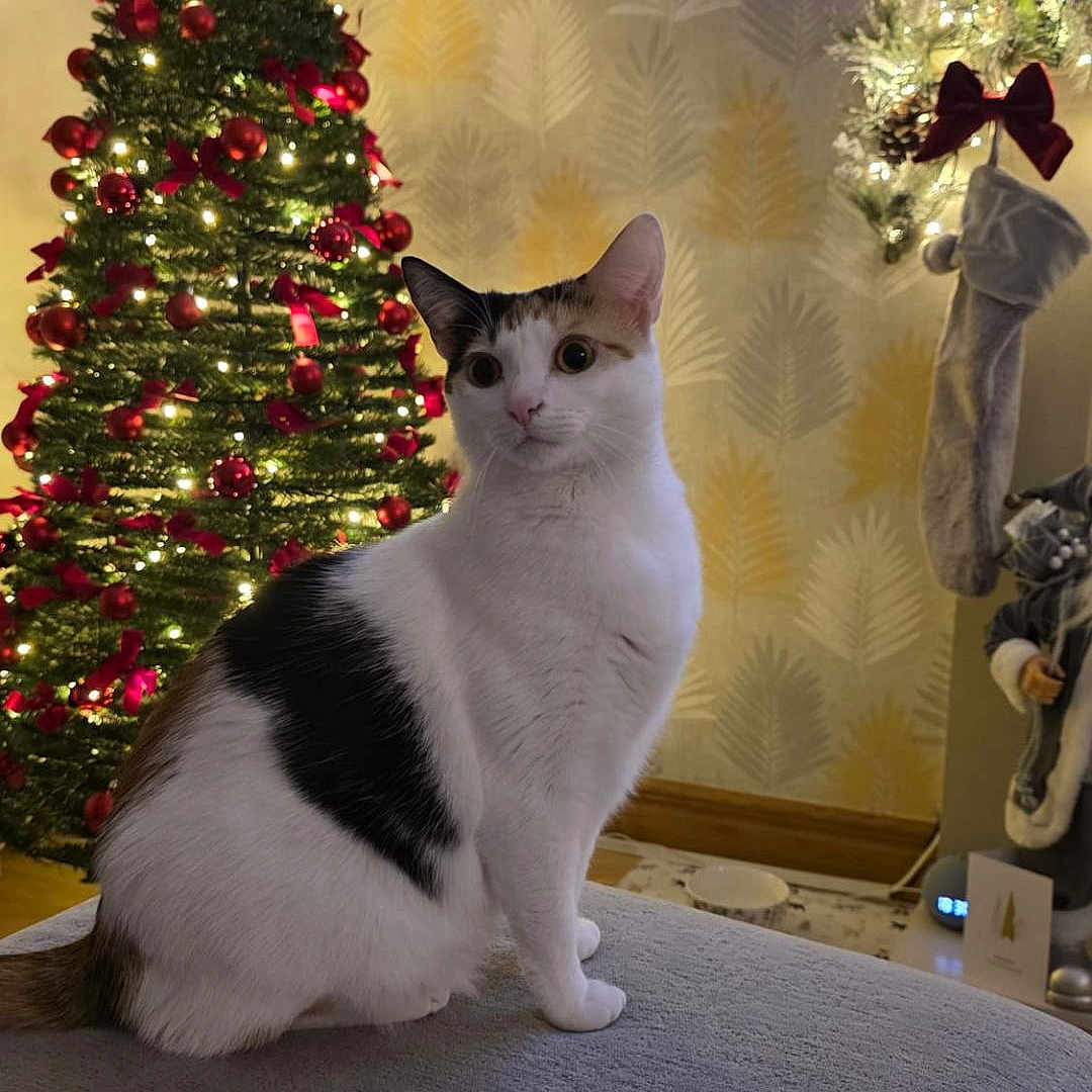 Molly joined the competition — help win amazing prizes! animal, black_spot, cat, christmas_tree, cozy, decor, festive, floor, furniture, holiday_decor, home, indoor, lights, ornaments, pet, sitting, soft_lighting, stocking, wallpaper, white_cat