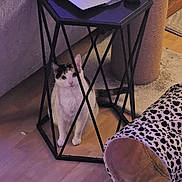 Molly is registered to the contest to win money with this photo: cat, side_table, living_room, couch, scratching_post, leopard_print, cat_tunnel, wooden_floor, pet, furniture, indoor, curious, animal, black_metal, white_cat, calico, domestic_cat, flooring, cozy, home