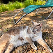 Twinkle participe au concours pour gagner de l'argent avec cette photo : cat, animal, outdoor, sunlight, gravel, blue_chair, relaxed, feline, pet, nature, garden, lying_down, daytime, closeup, fur, eyes, whiskers, shade, background_blur, peaceful