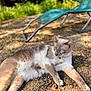 cat, animal, outdoor, sunlight, gravel, blue_chair, relaxed, feline, pet, nature, garden, lying_down, daytime, closeup, fur, eyes, whiskers, shade, background_blur, peaceful