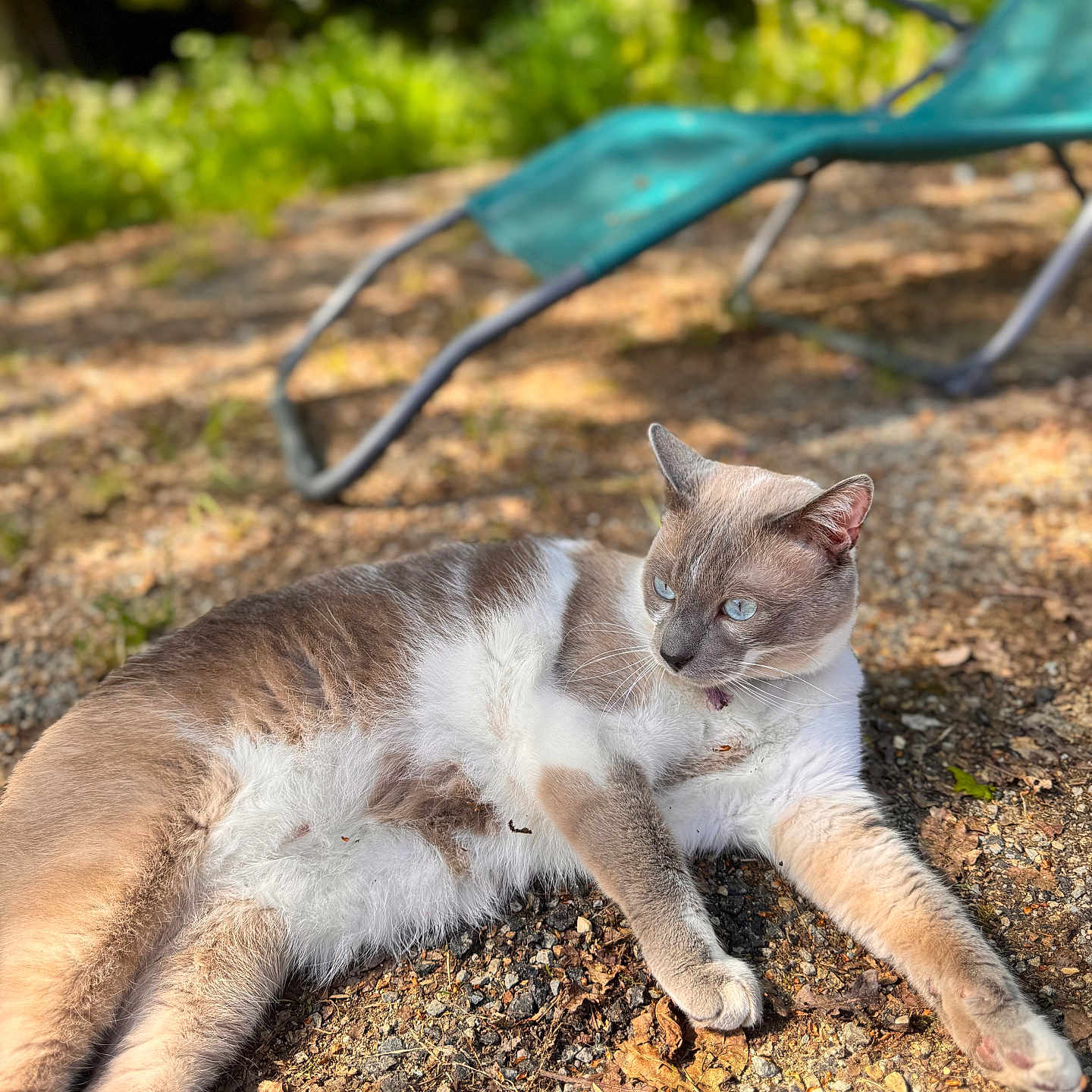 Twinkle participe au concours pour gagner de l'argent avec cette photo : animal, background_blur, blue_chair, cat, closeup, daytime, eyes, feline, fur, garden, gravel, lying_down, nature, outdoor, peaceful, pet, relaxed, shade, sunlight, whiskers
