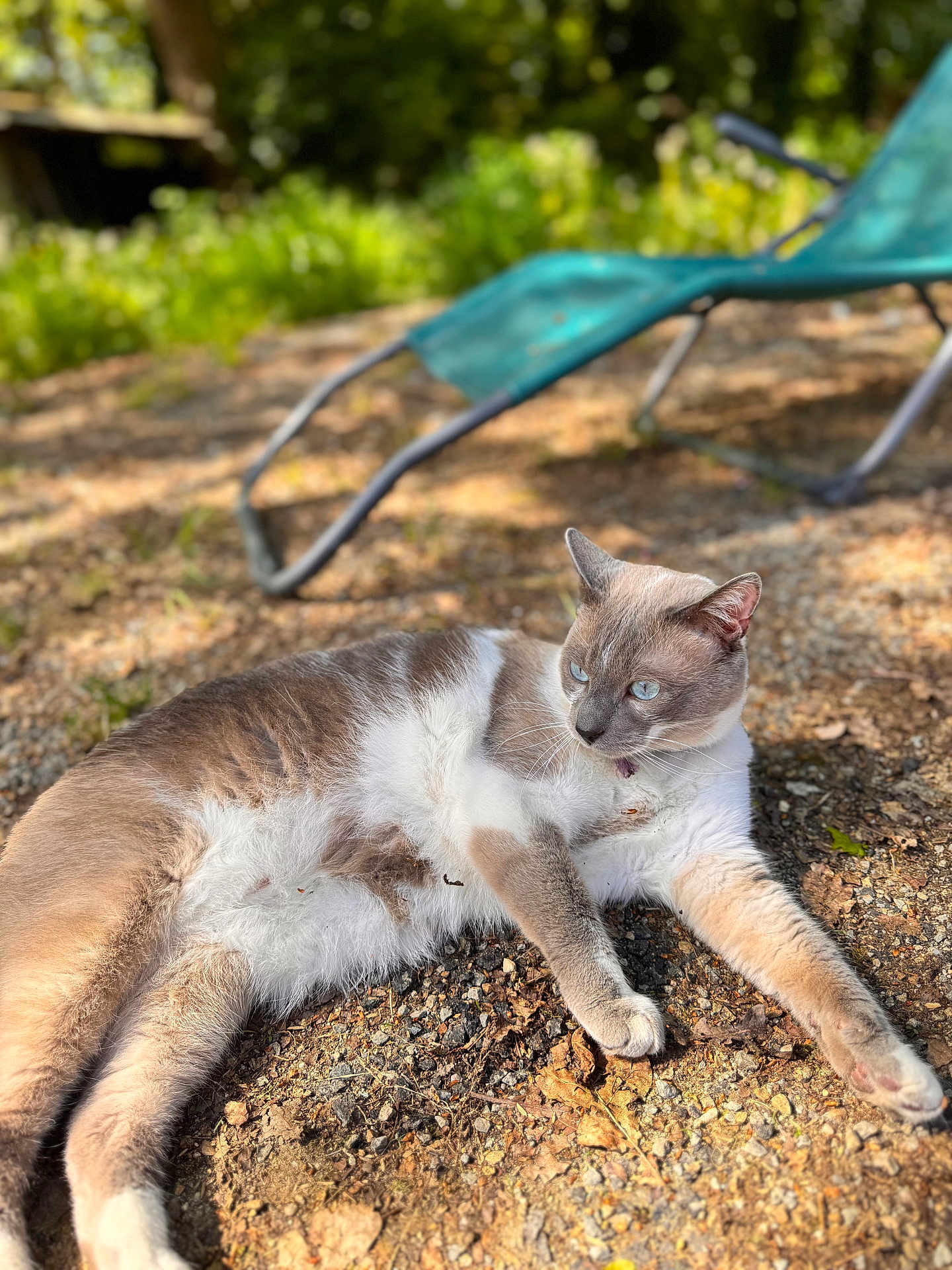 Twinkle participe au concours pour gagner de l'argent avec cette photo : cat, animal, outdoor, sunlight, gravel, blue_chair, relaxed, feline, pet, nature, garden, lying_down, daytime, closeup, fur, eyes, whiskers, shade, background_blur, peaceful