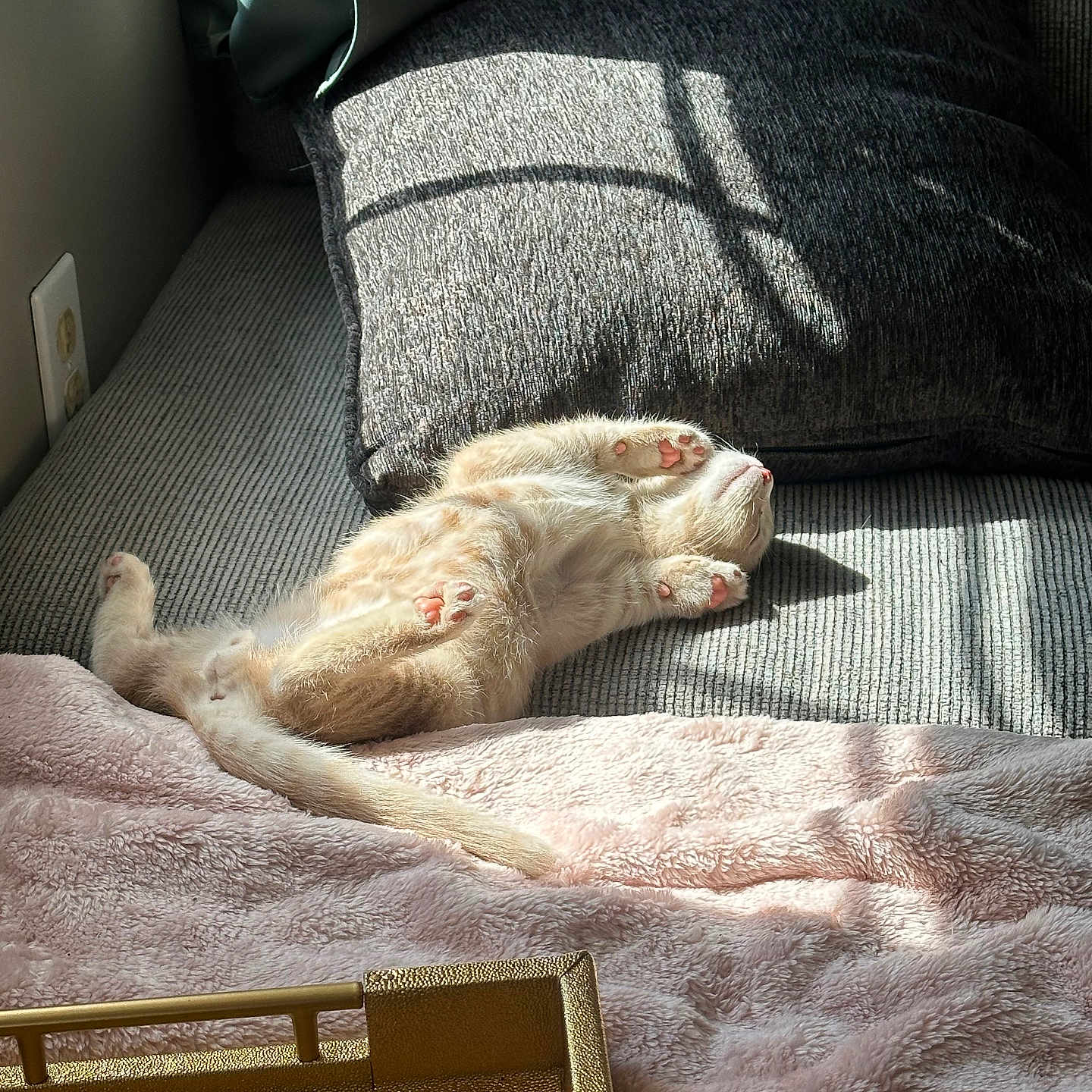 Jasper joined the competition — help win amazing prizes! abyssinian, animal, bed, bedroom, blanket, cat, clothing, couch, cushion, furniture, homedecor, indoors, jeans, kitten, manx, pants, person, pet, pillow, sleeping