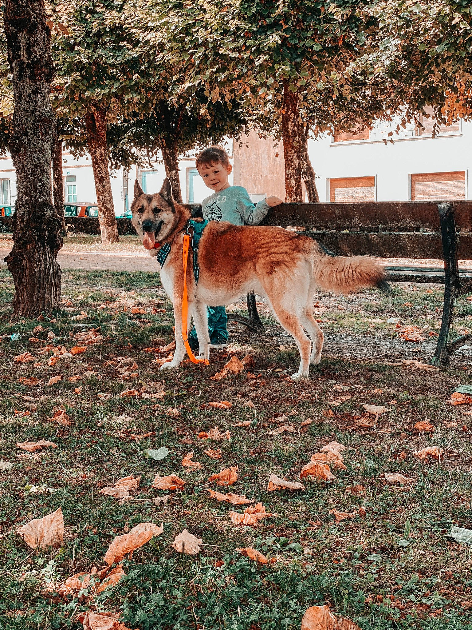 Tyméo a rejoint le concours — aidez-le/la à gagner de superbes lots ! canidae, carnivore, companion_dog, deciduous, dog, dog_breed, fawn, german_shepherd_dog, grass, joy, leisure, person, plant, sporting_group, tail, terrestrial_animal, tree, trunk, wood, woodland