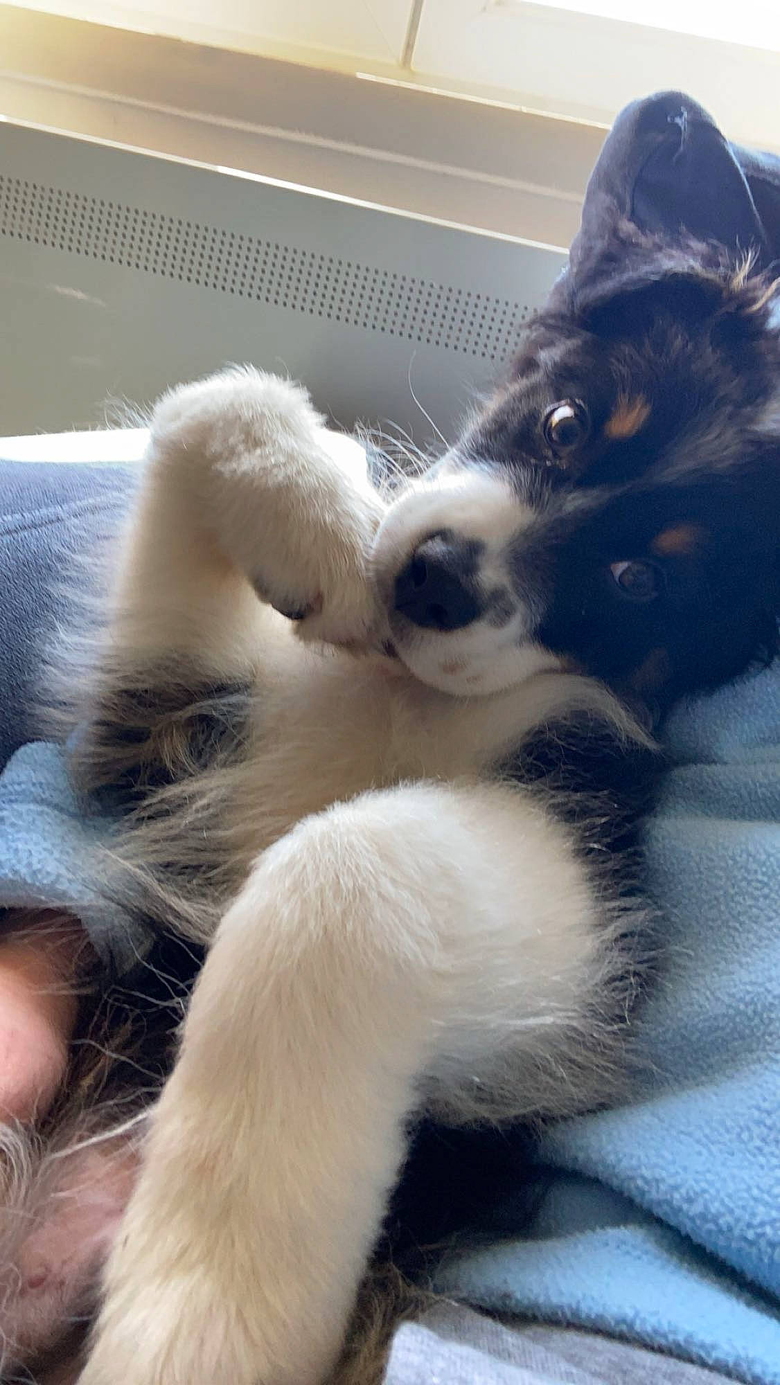 Léonard a rejoint le concours — aidez-le/la à gagner de superbes lots ! canidae, carnivore, claw, companion_dog, dog, dog_breed, felidae, foot, fur, herding_dog, human_leg, paw, puppy, snout, sporting_group, tail, terrestrial_animal, whiskers, working_animal, working_dog