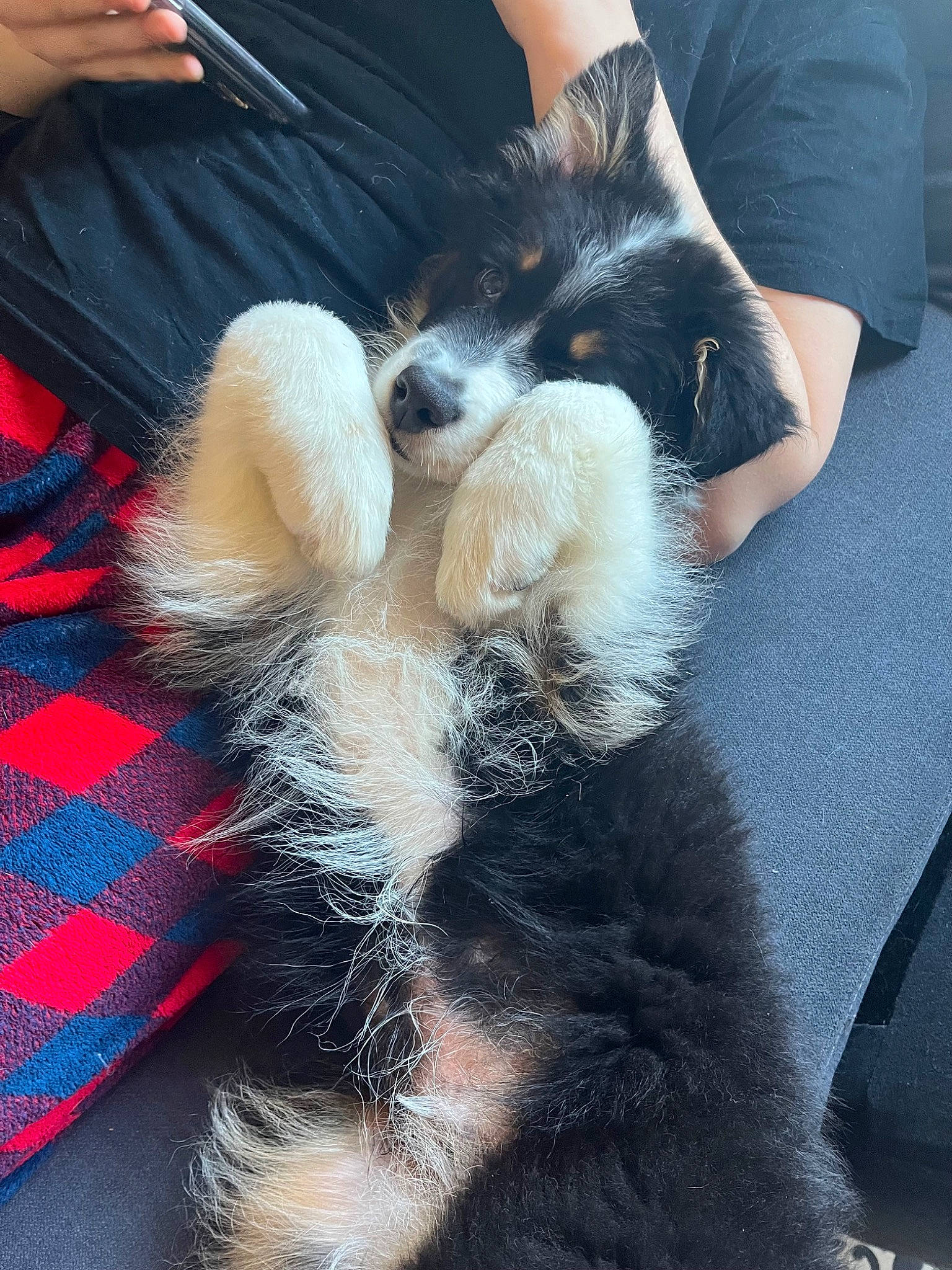 Léonard participe au concours pour gagner de l'argent avec cette photo : canidae, carnivore, claw, companion_dog, dog, dog_breed, felidae, fur, human_leg, lap, paw, sitting, small_to_medium_sized_cats, snout, sporting_group, tail, textile, thigh, toy_dog, wrist