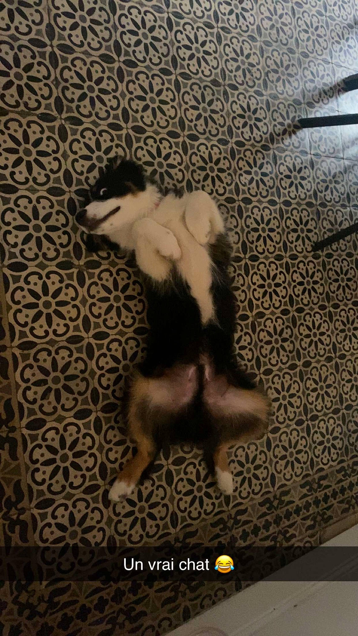 Léonard a rejoint le concours — aidez-le/la à gagner de superbes lots ! art, canidae, carnivore, comfort, companion_dog, couch, dog, dog_breed, fawn, felidae, flooring, fur, paw, small_to_medium_sized_cats, sporting_group, tail, toy_dog, visual_arts, whiskers, wood