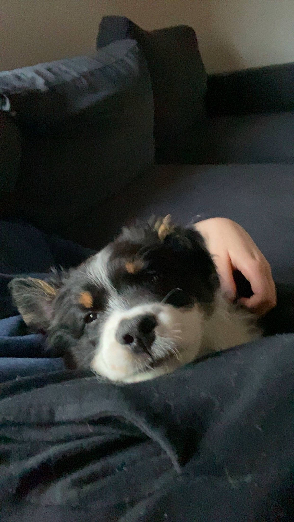 Léonard participe au concours pour gagner de l'argent avec cette photo : bored, canidae, carnivore, comfort, companion_dog, couch, dog, dog_breed, fur, herding_dog, paw, puppy, sleeper_chair, snout, sporting_group, terrestrial_animal, toy_dog, whiskers, working_animal, working_dog