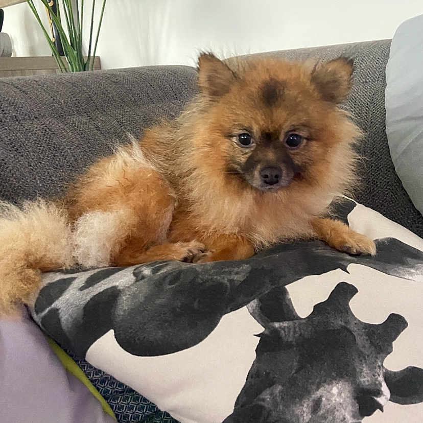 Bella a rejoint le concours — aidez-le/la à gagner de superbes lots ! animal, brown, canine, companion, couch, cozy, cute, dog, domestic_animal, fluffy, furniture, indoor, living_room, pet, pillow, plant, portrait, relaxed, resting, small_dog