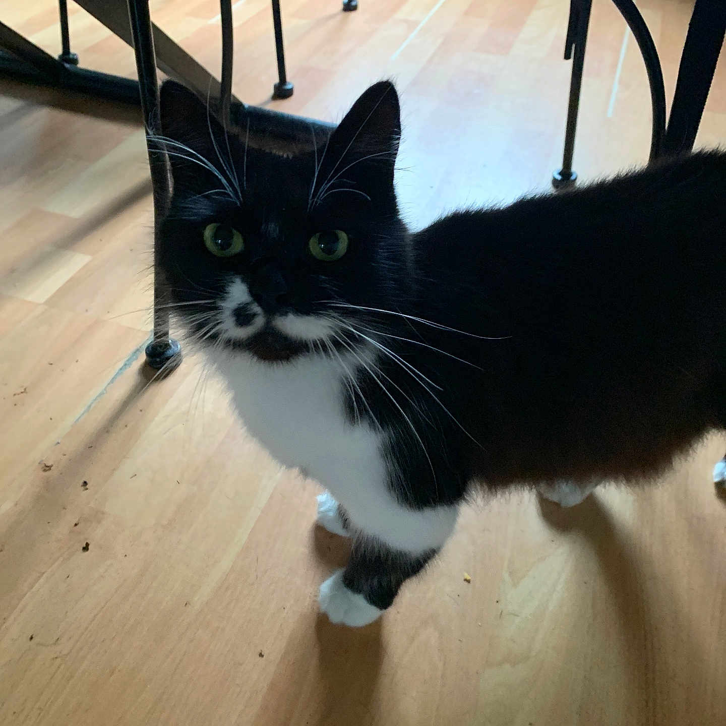 Clocharde a rejoint le concours — aidez-le/la à gagner de superbes lots ! animal, architecture, blackcat, building, cat, chair, diningroom, diningtable, furniture, hardwood, indoors, interiordesign, kitten, livingroom, manx, pet, plywood, room, table, wood