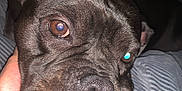 Tanya a rejoint le concours — aidez-le/la à gagner de superbes lots ! dog, black_dog, close_up, pet, canine, face, head, ear, eye, nose, whiskers, hand, human_hand, texture, blanket, indoor, resting, sleepy, cozy, portrait