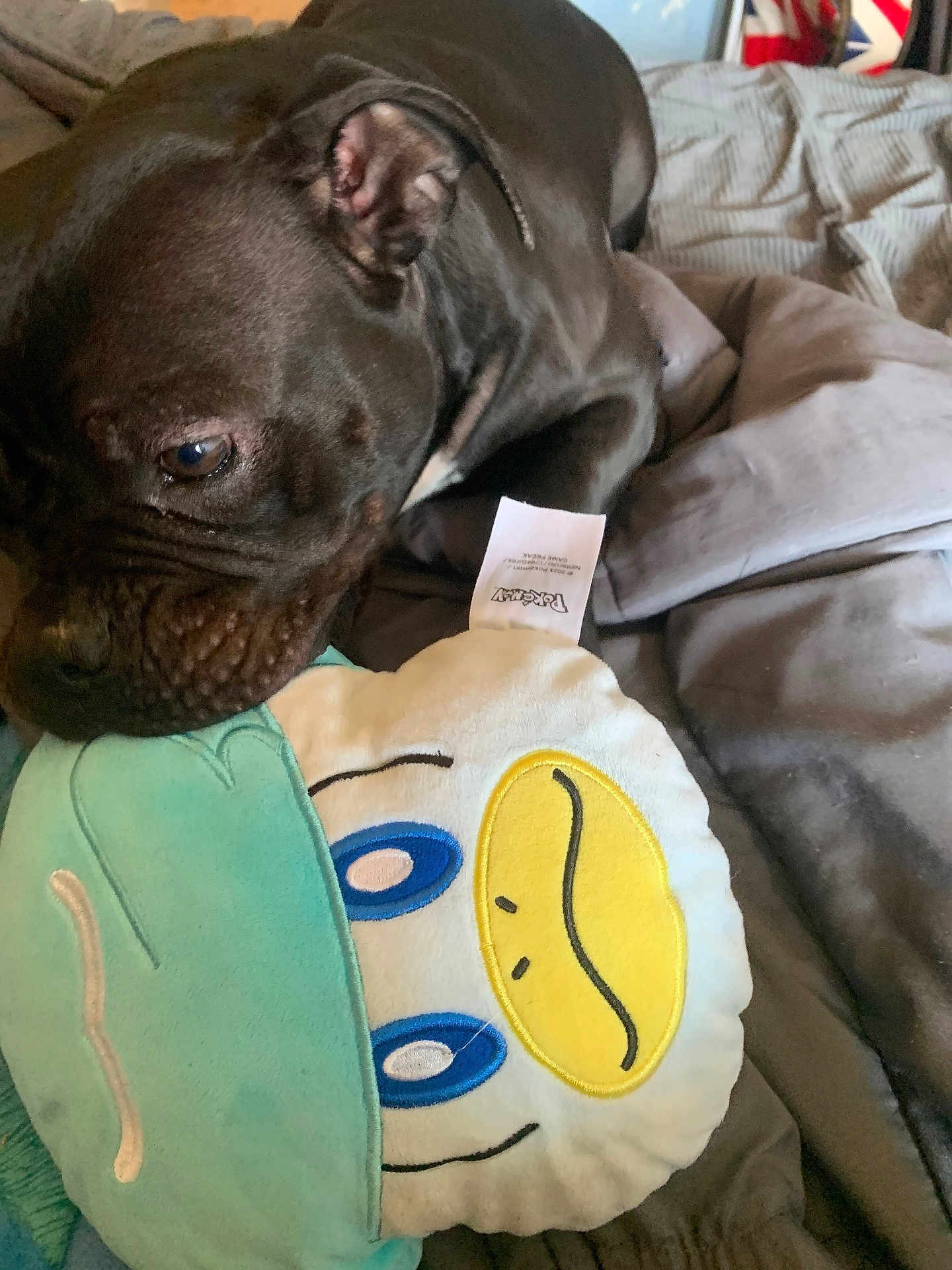 Tanya participe au concours pour gagner de l'argent avec cette photo : dog, plush_toy, bed, blanket, indoor, close_up, pet, animal, soft_toy, fabric, comfort, resting, cute, playful, dark_fur, cartoon_face, blue_eyes, yellow_beak, cozy, napping_area