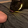 animal, bed, black_dog, blanket, canine, closeup, curious, dog, expression, fur, glowing_collar, human, indoor, knee, lying_down, pet, resting, room, teeth, texture