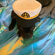 Tanya a rejoint le concours — aidez-le/la à gagner de superbes lots ! dog, black_dog, pet, bed, hat, captain_hat, anchor_emblem, animal, indoor, resting, looking_up, fabric, colorful, blue, green, fur, cute, portrait, canine, domestic_animal