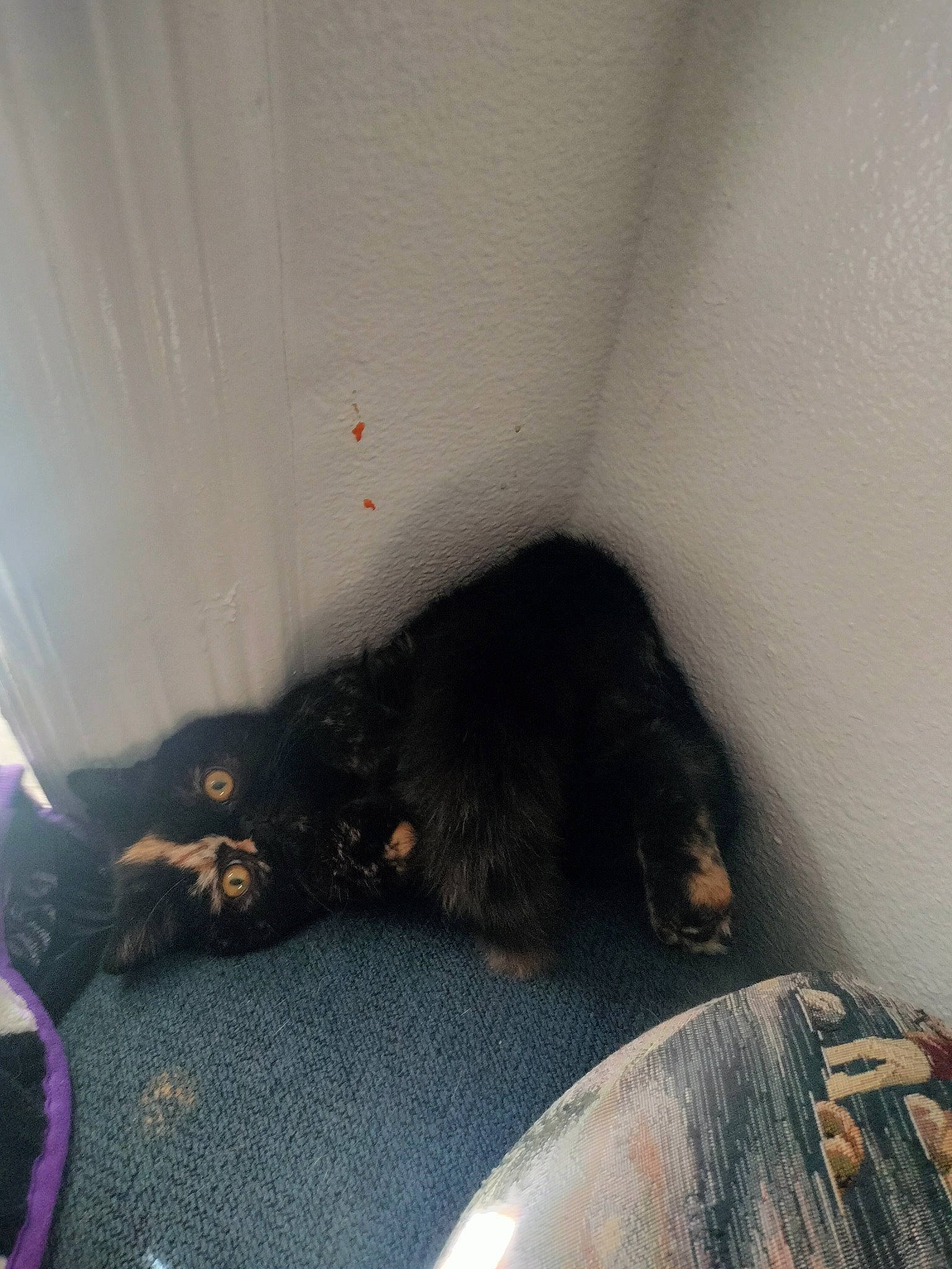 Ember is registered to the contest to win money with this photo: black_cat, carnivore, claw, comfort, companion_dog, dog, dog_breed, felidae, flooring, foot, fur, human_leg, paw, room, small_to_medium_sized_cats, snout, sporting_group, tail, tints_and_shades, whiskers